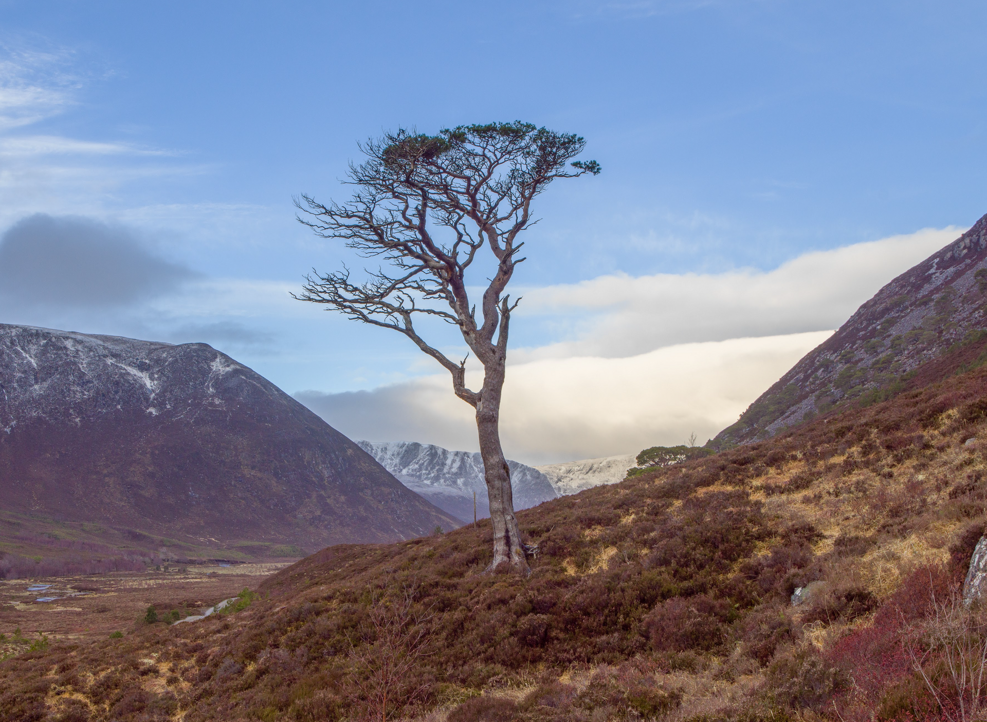 A tree on top of a hill with mountains in the background