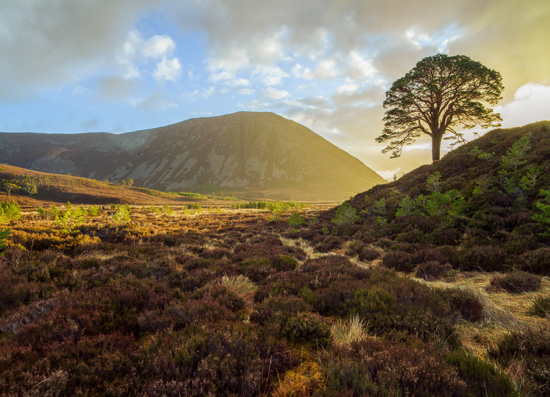 A tree is sitting on top of a hill in the middle of a field.