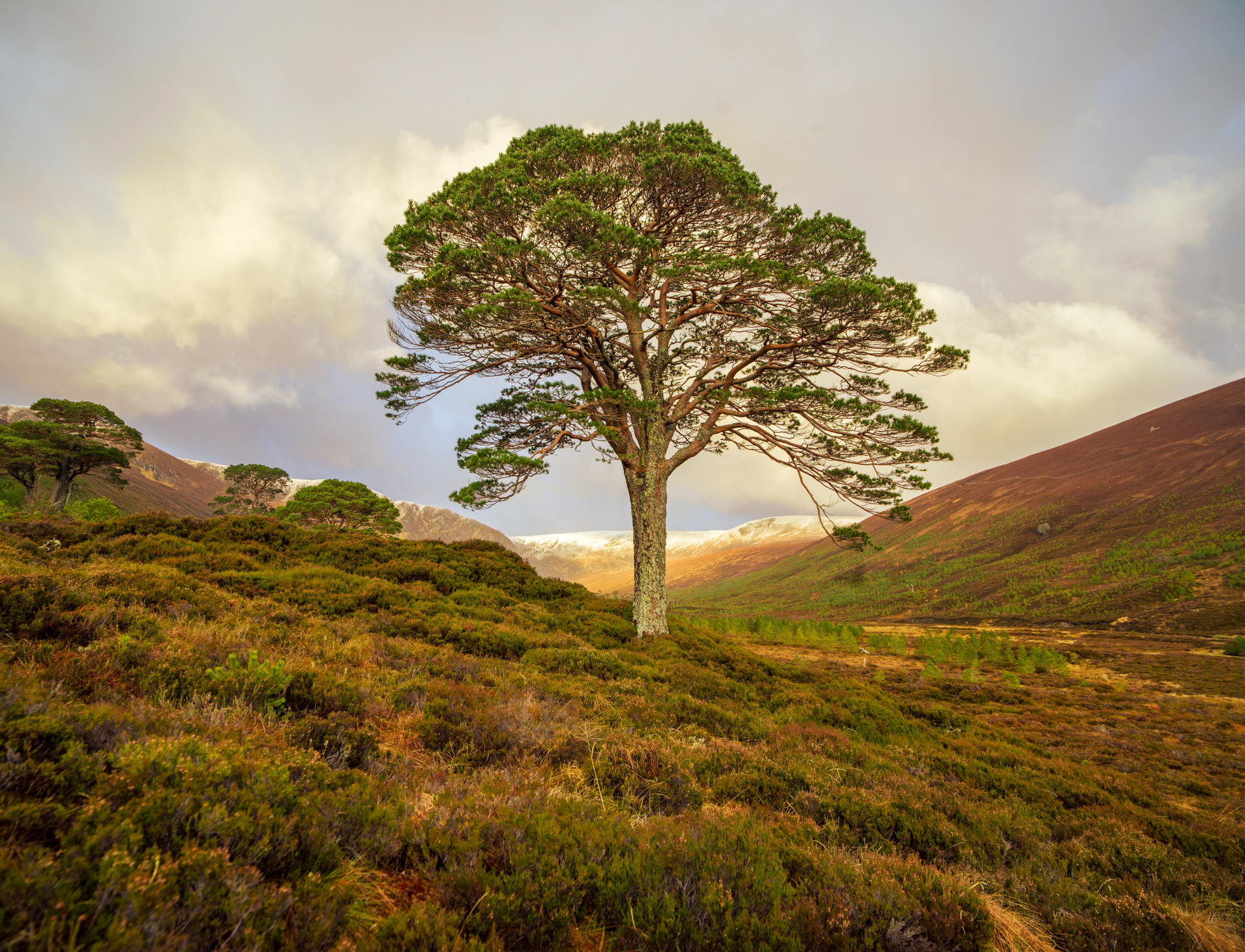 A tree in the middle of a field with mountains in the background