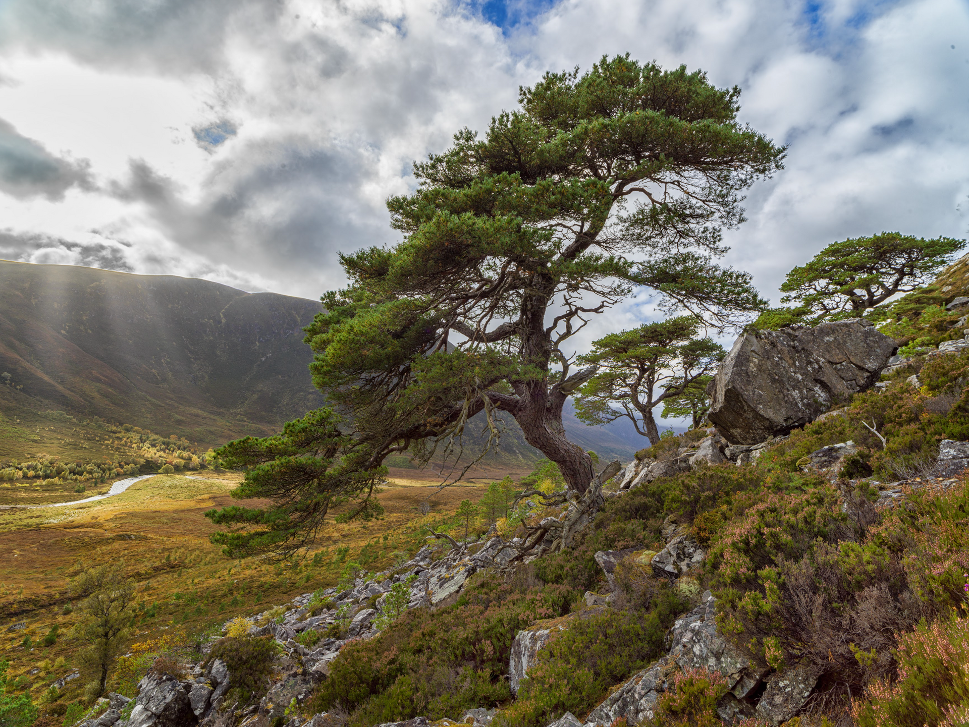A tree is growing on a rocky hillside with mountains in the background.