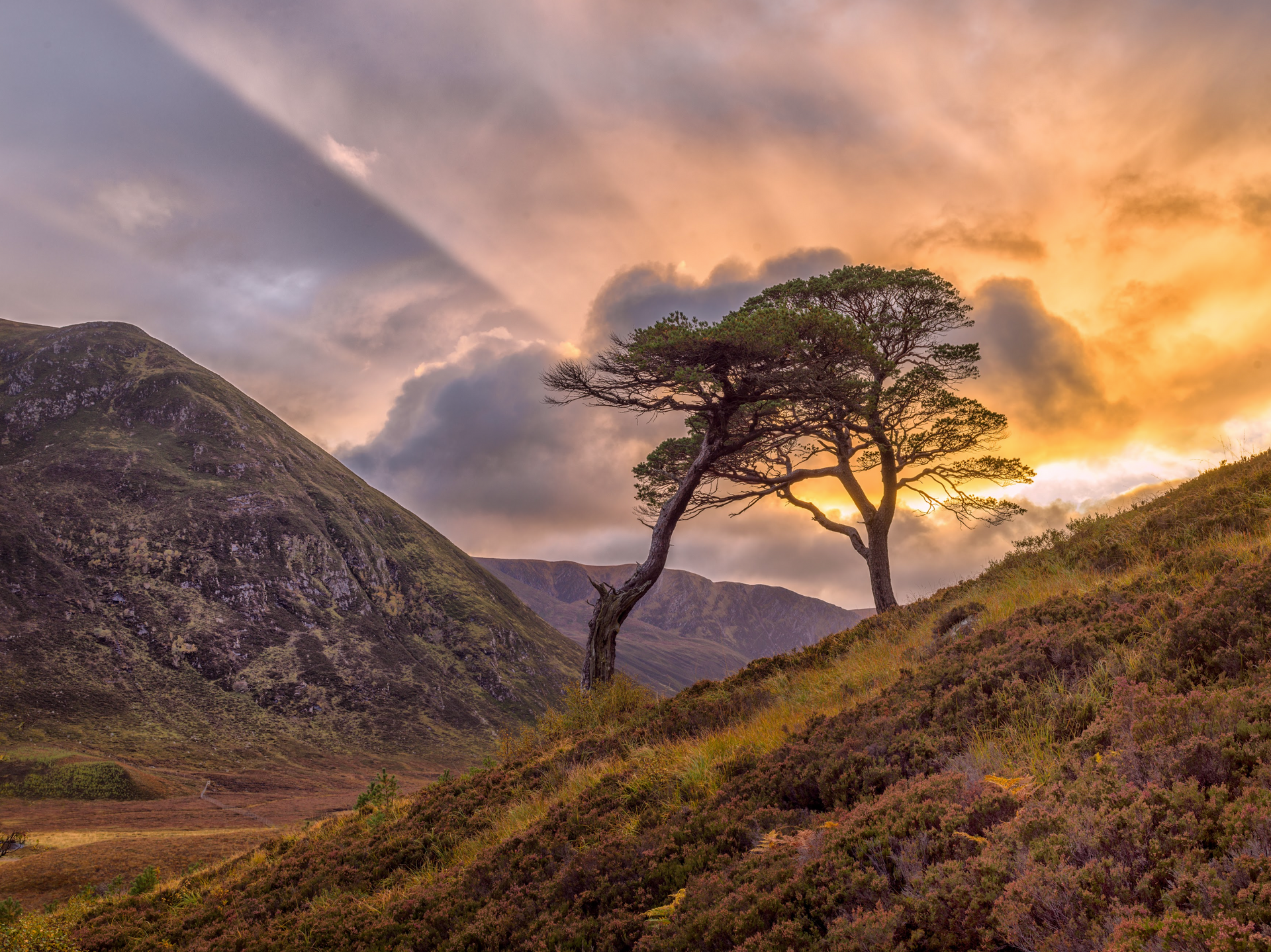 A couple of trees sitting on top of a hill at sunset.
