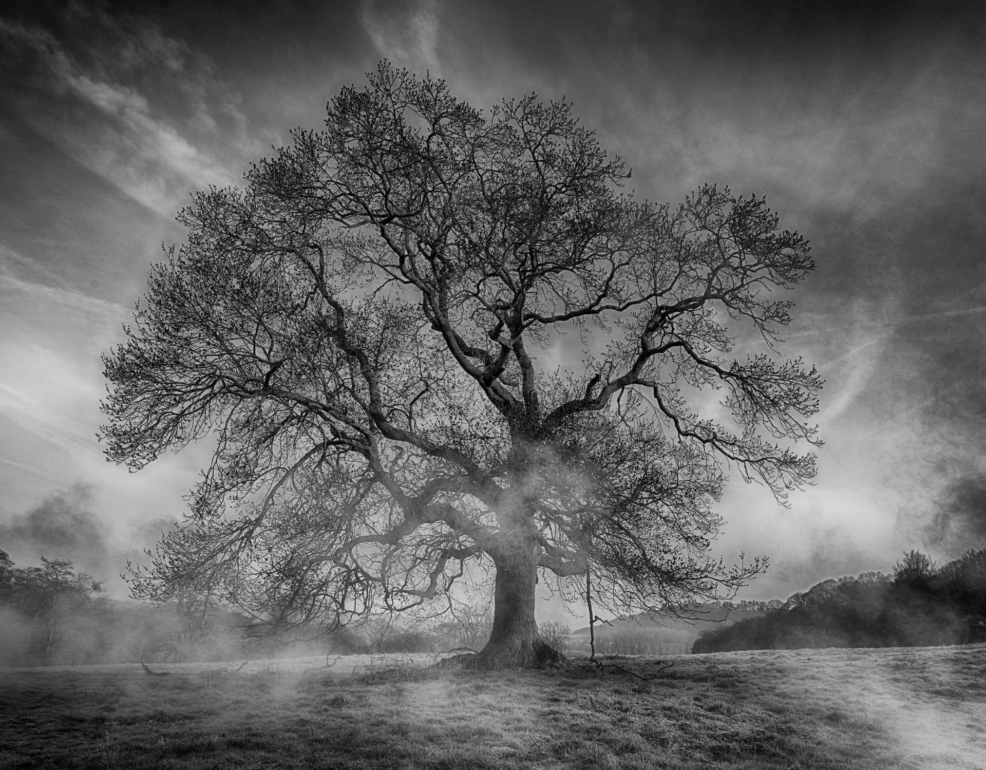A black and white photo of a tree in a foggy field.