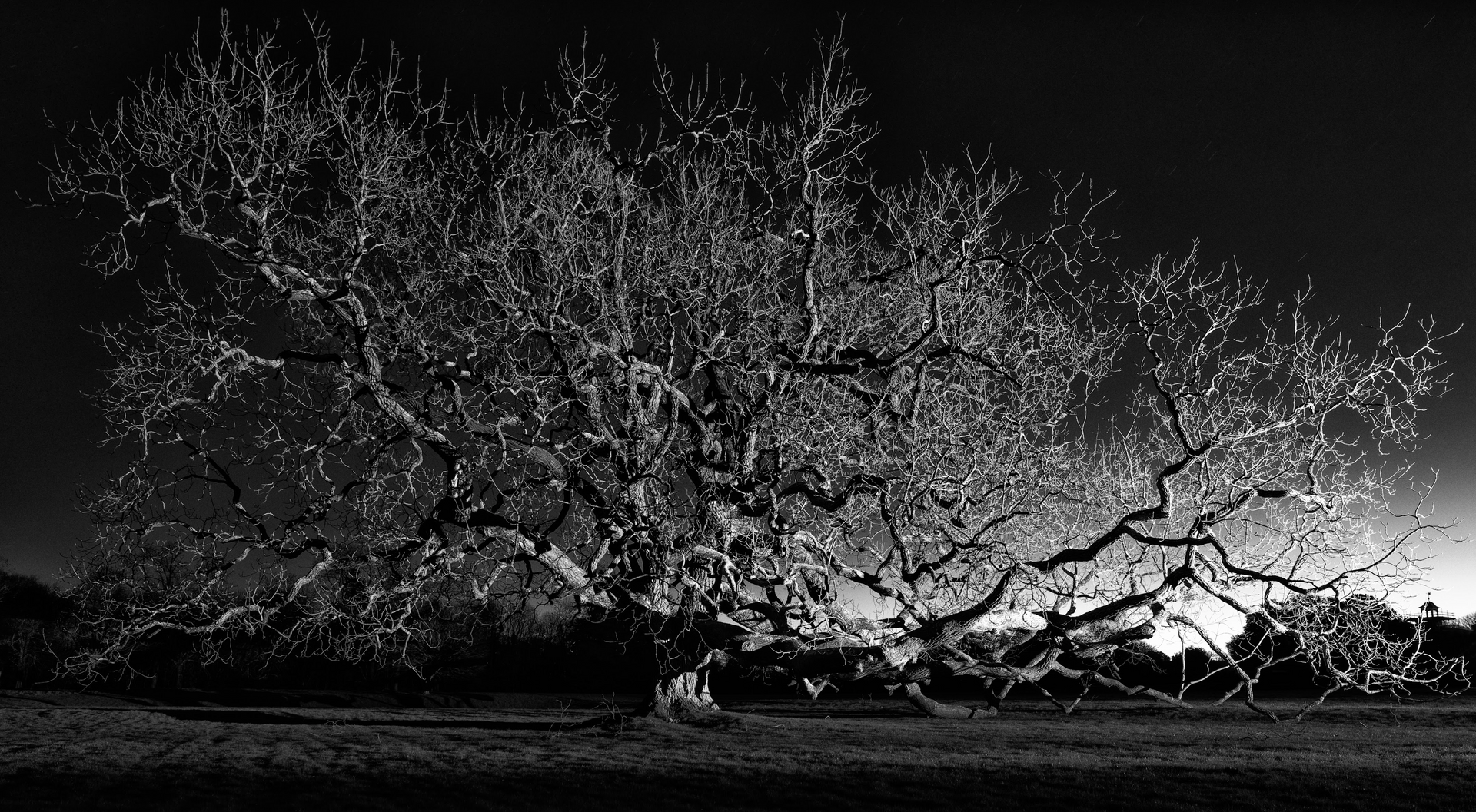 A black and white photo of a tree with lots of branches