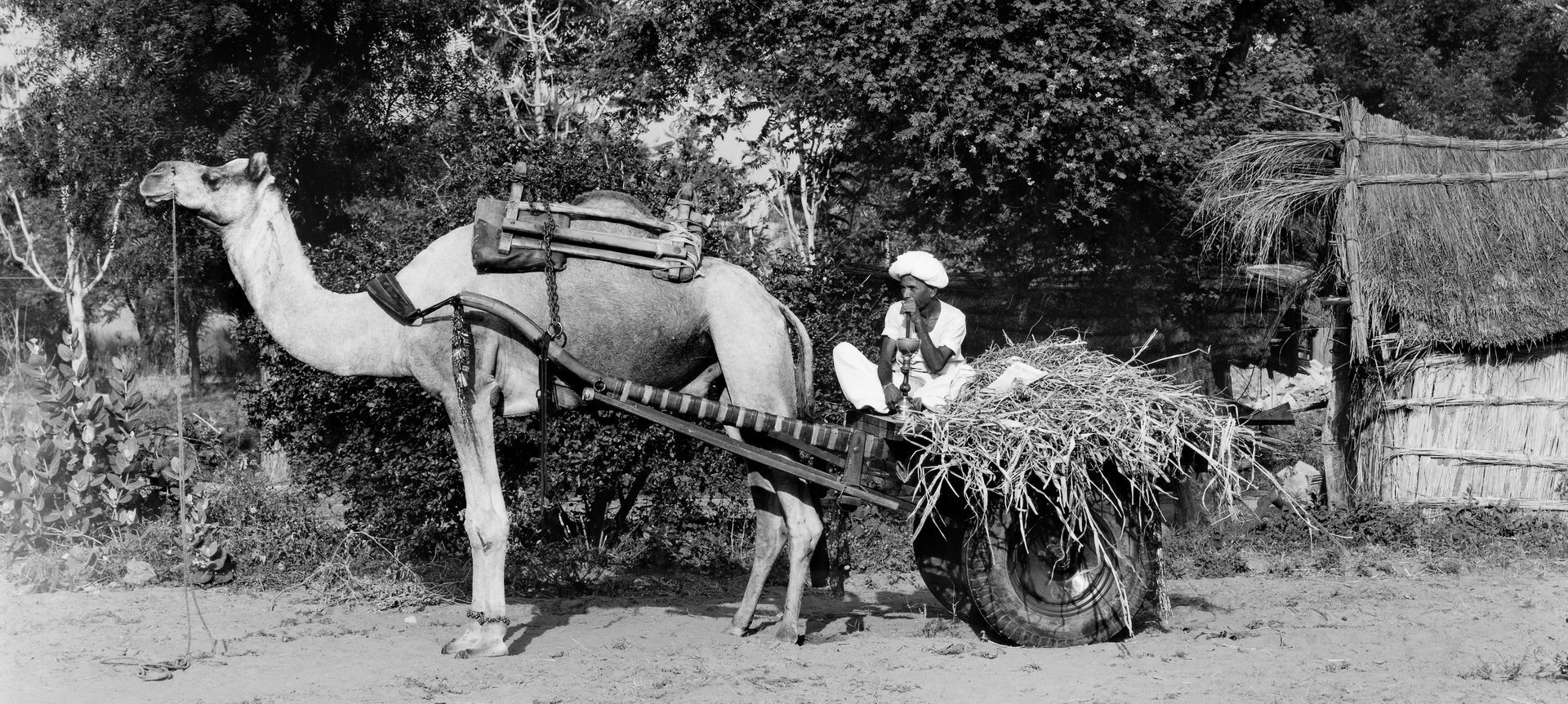 A man is sitting in a cart pulled by a camel.
