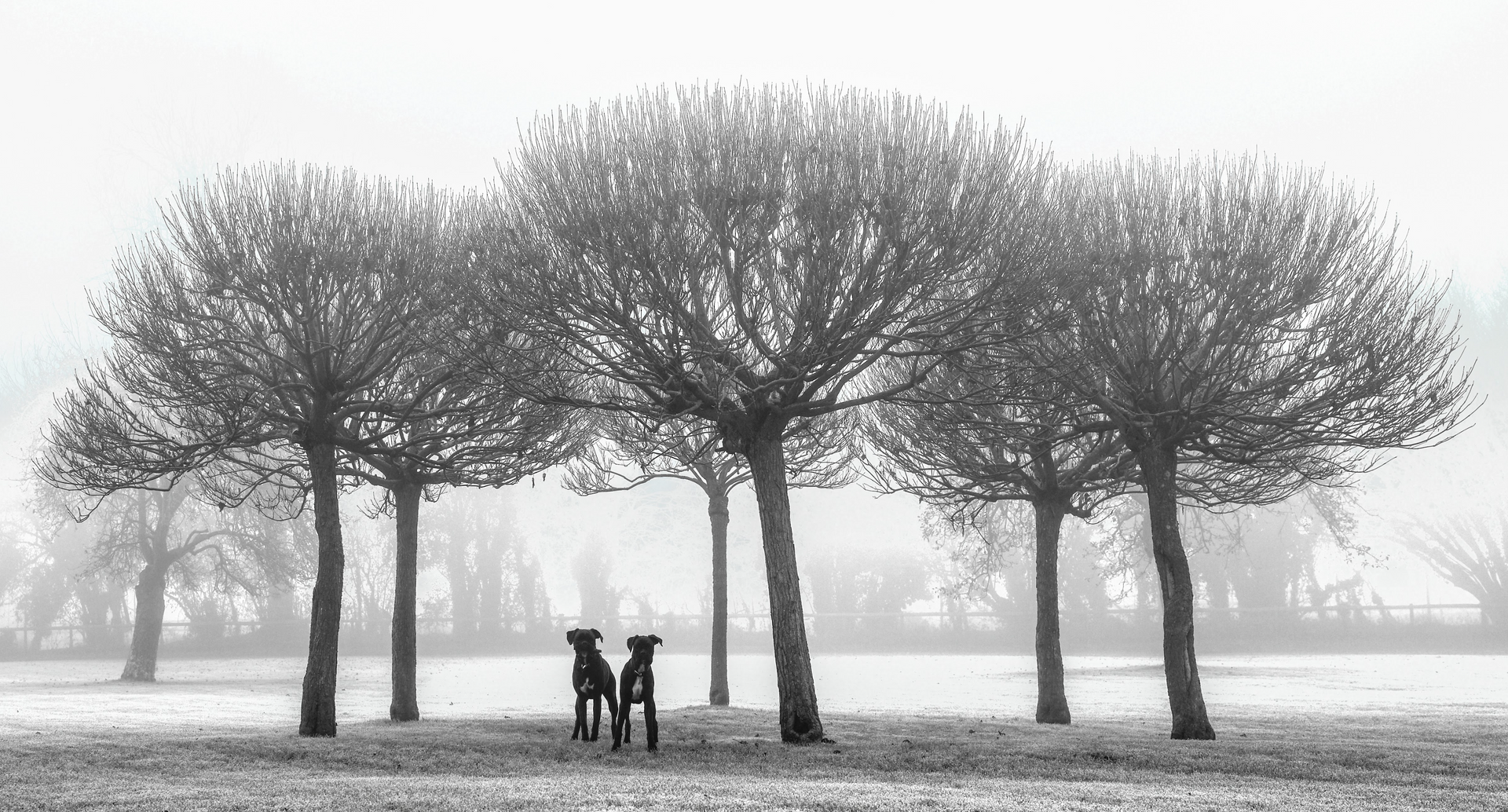 A black and white photo of two dogs standing under trees in a field.