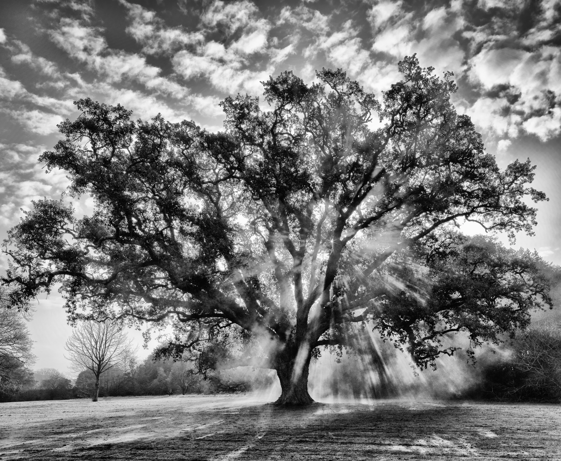 A black and white photo of a tree in a field