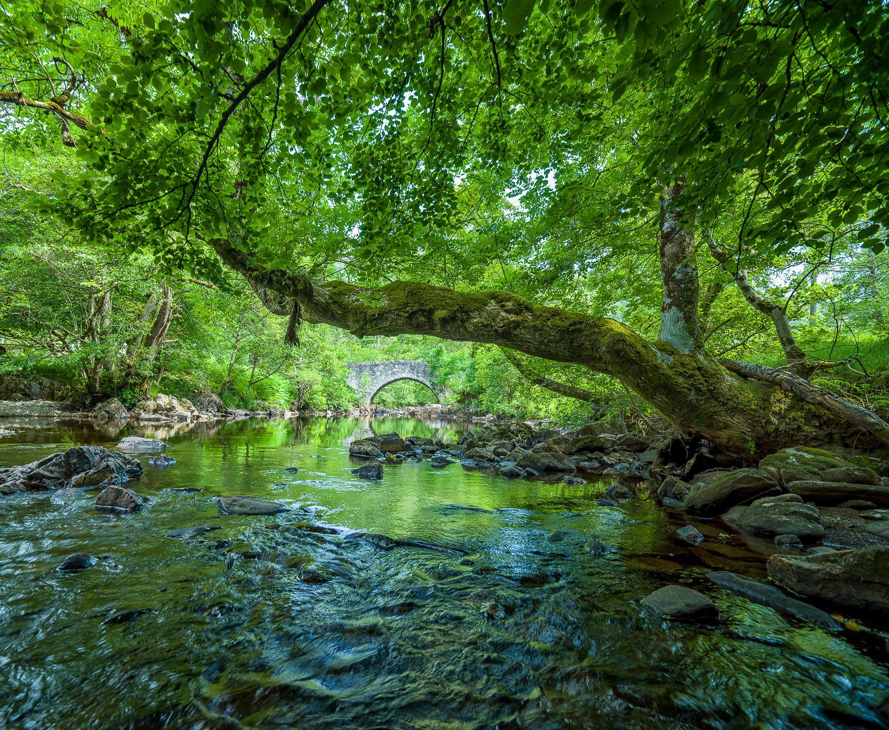 A river flowing through a lush green forest with a bridge in the background.