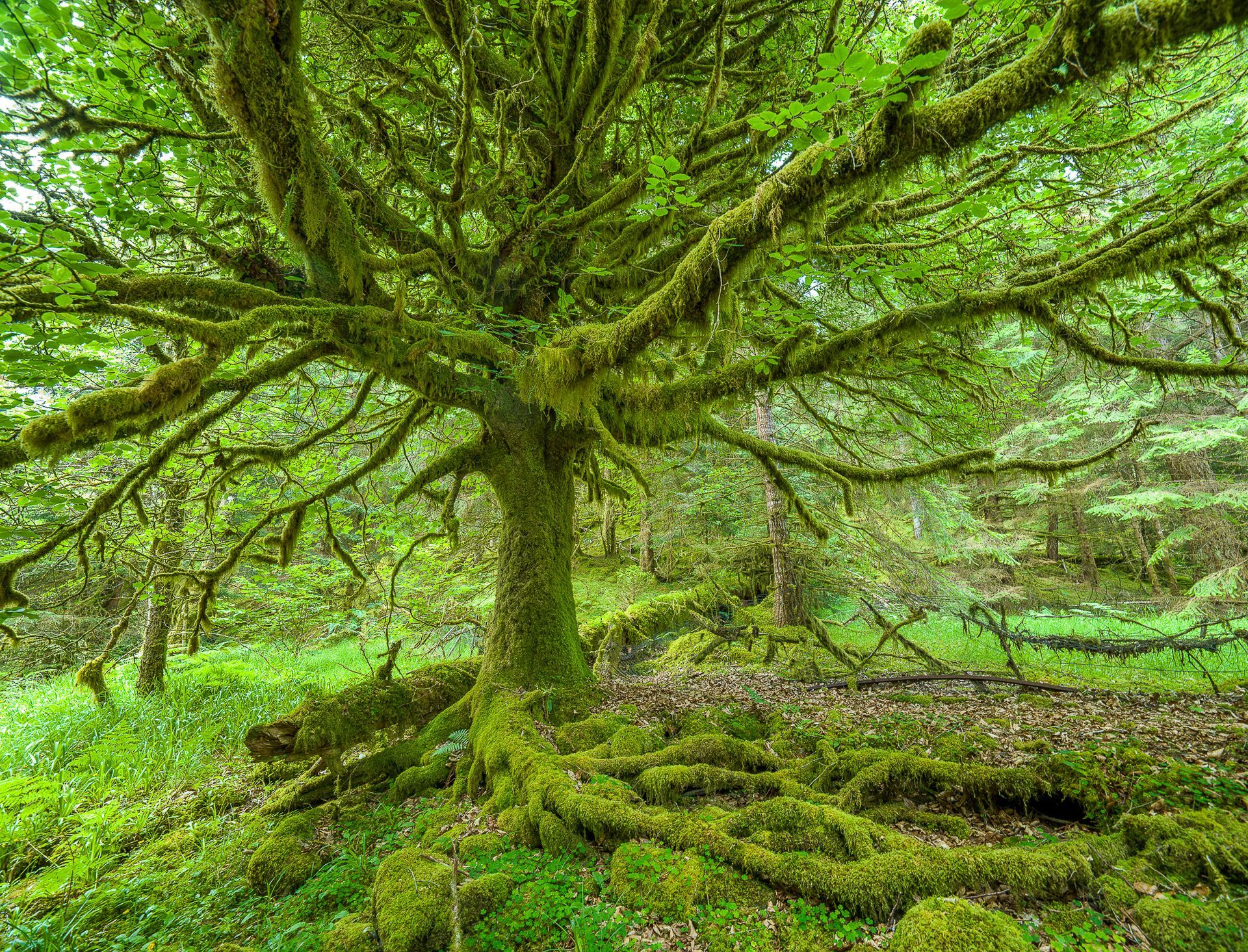 A tree with lots of branches and roots covered in moss in a forest.