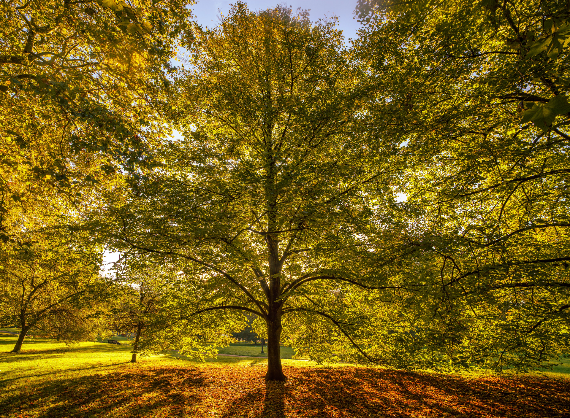 A tree with a lot of leaves on it