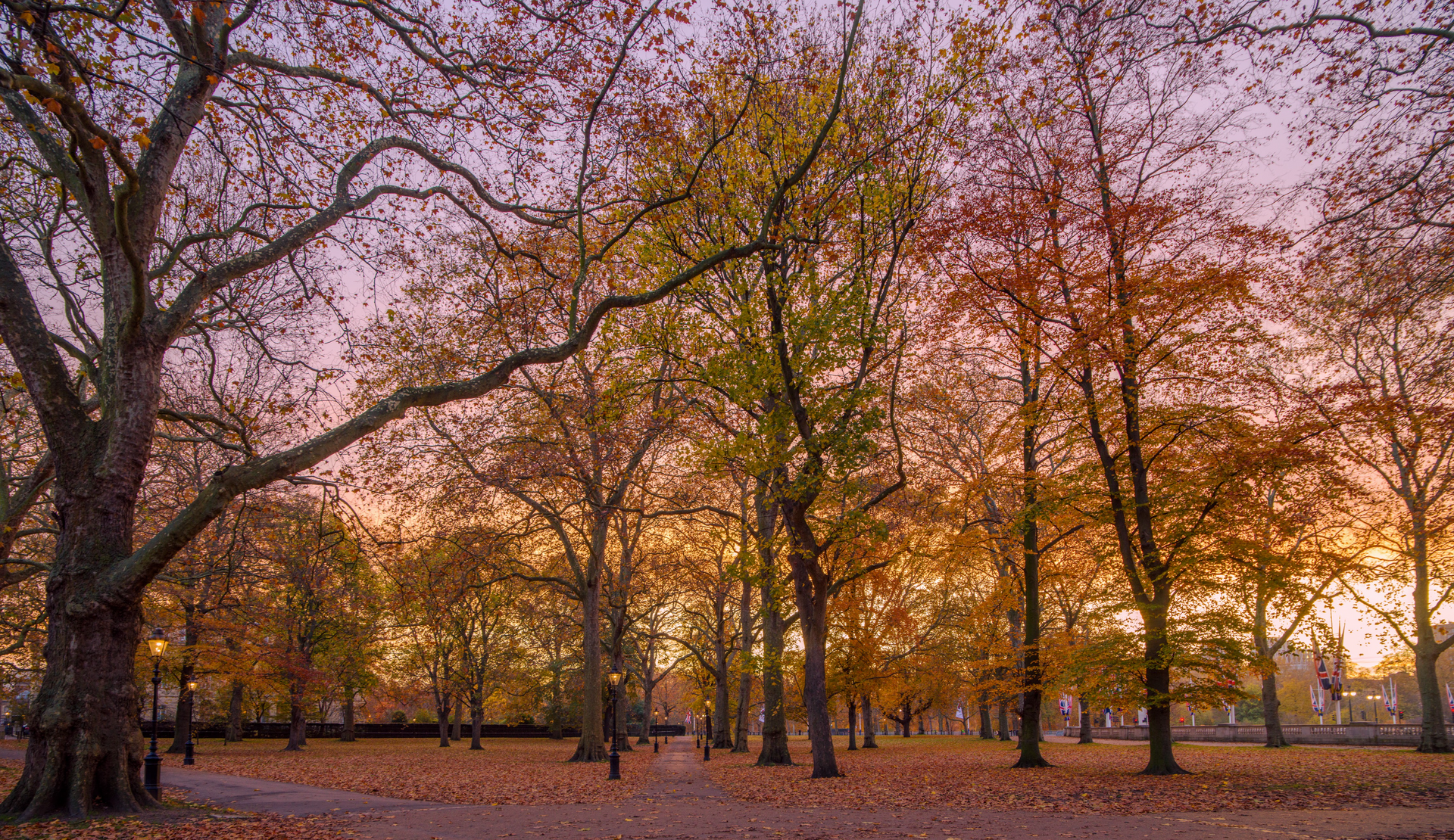 A park filled with trees and leaves at sunset.