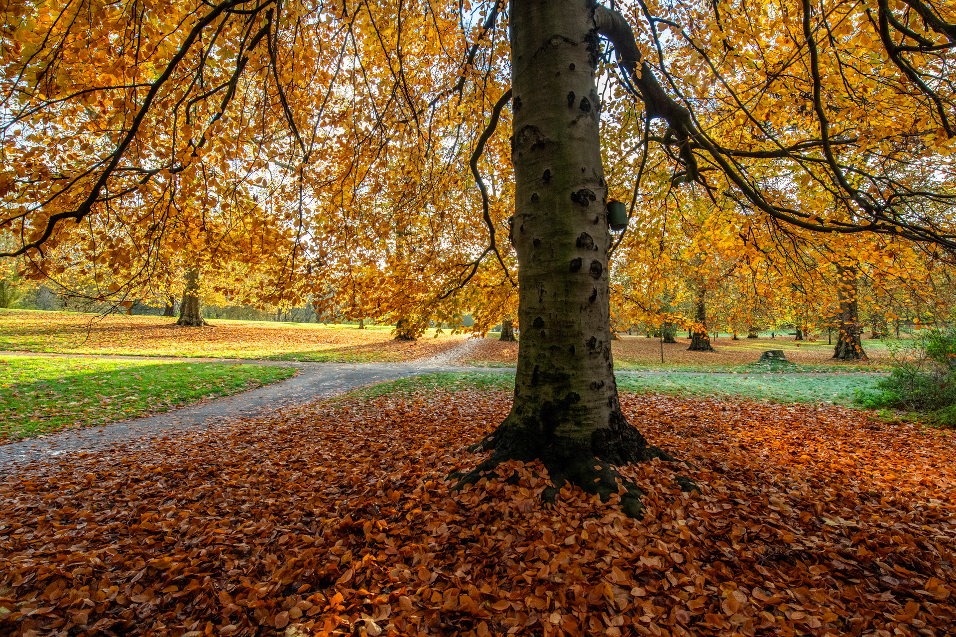 A tree in a park with a lot of leaves on the ground.