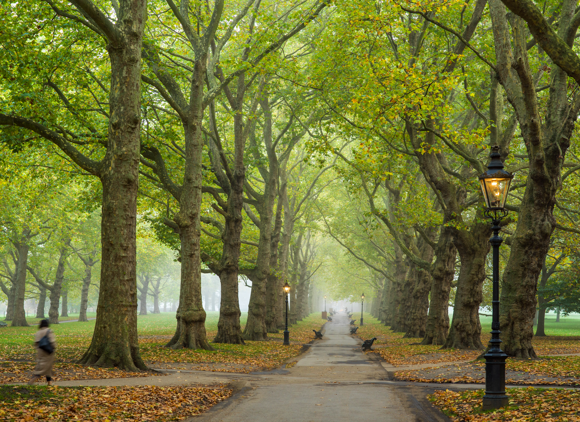 A row of trees along a path in a park
