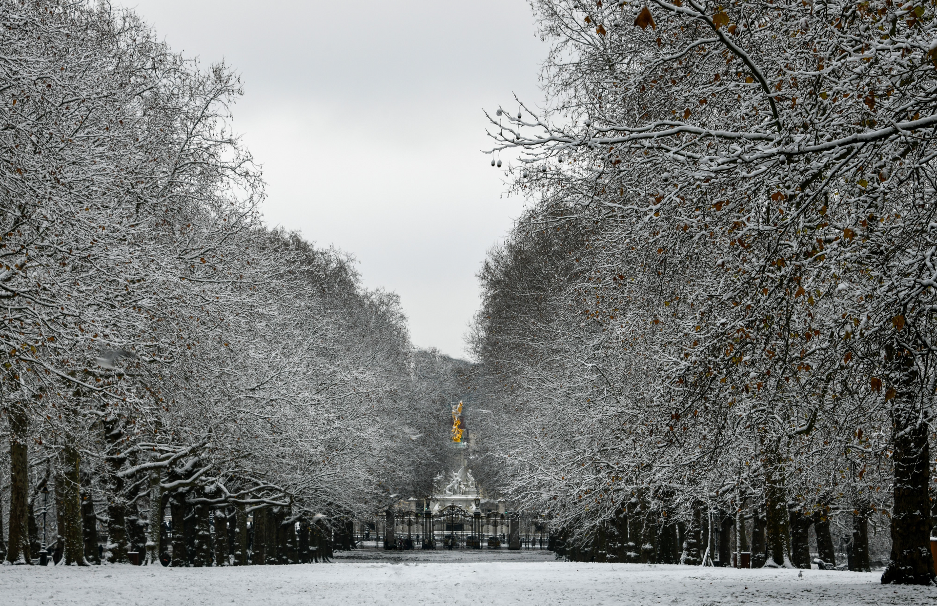 A snowy park with trees covered in snow