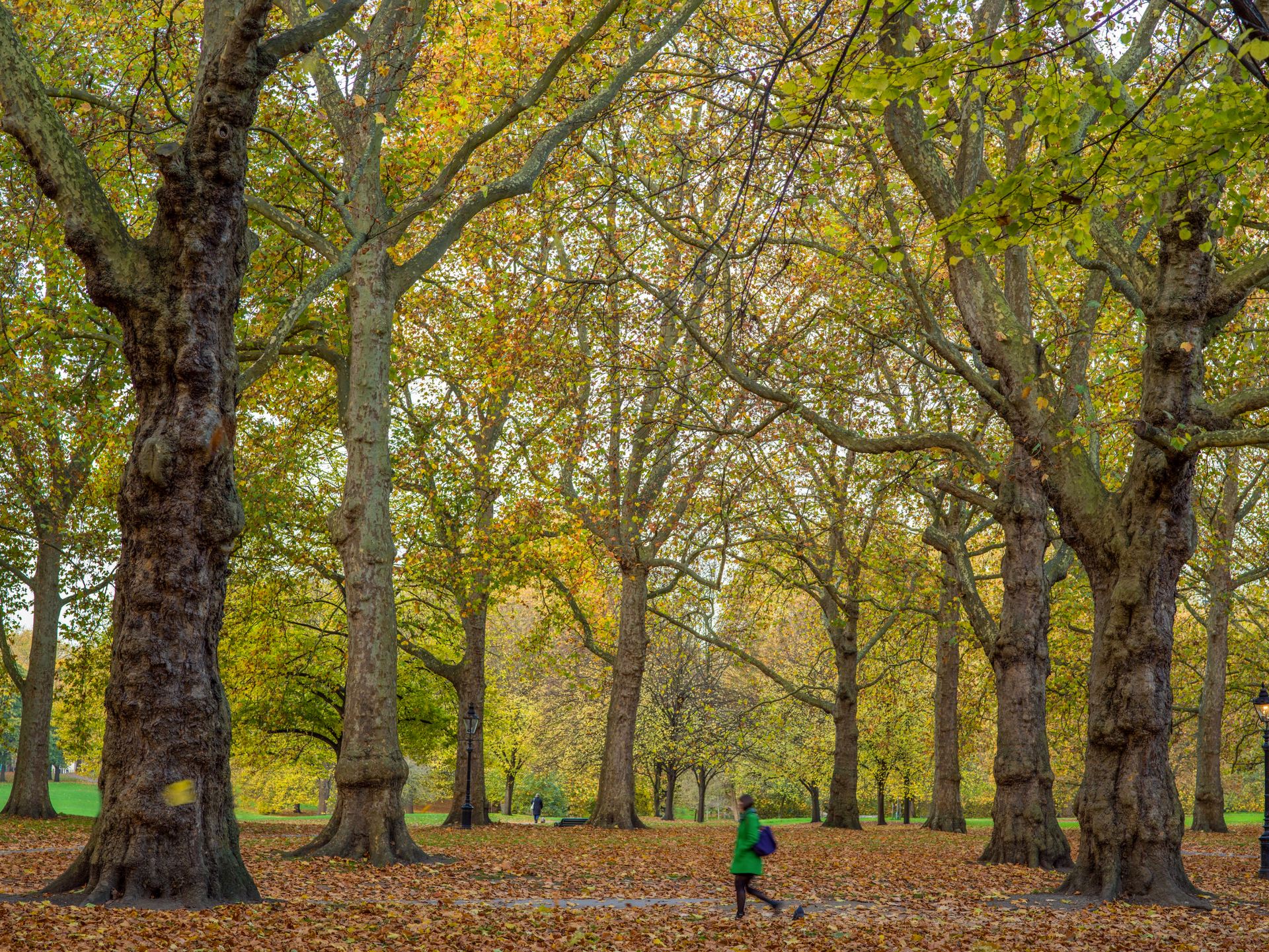 A person is running through a park surrounded by trees covered in leaves.