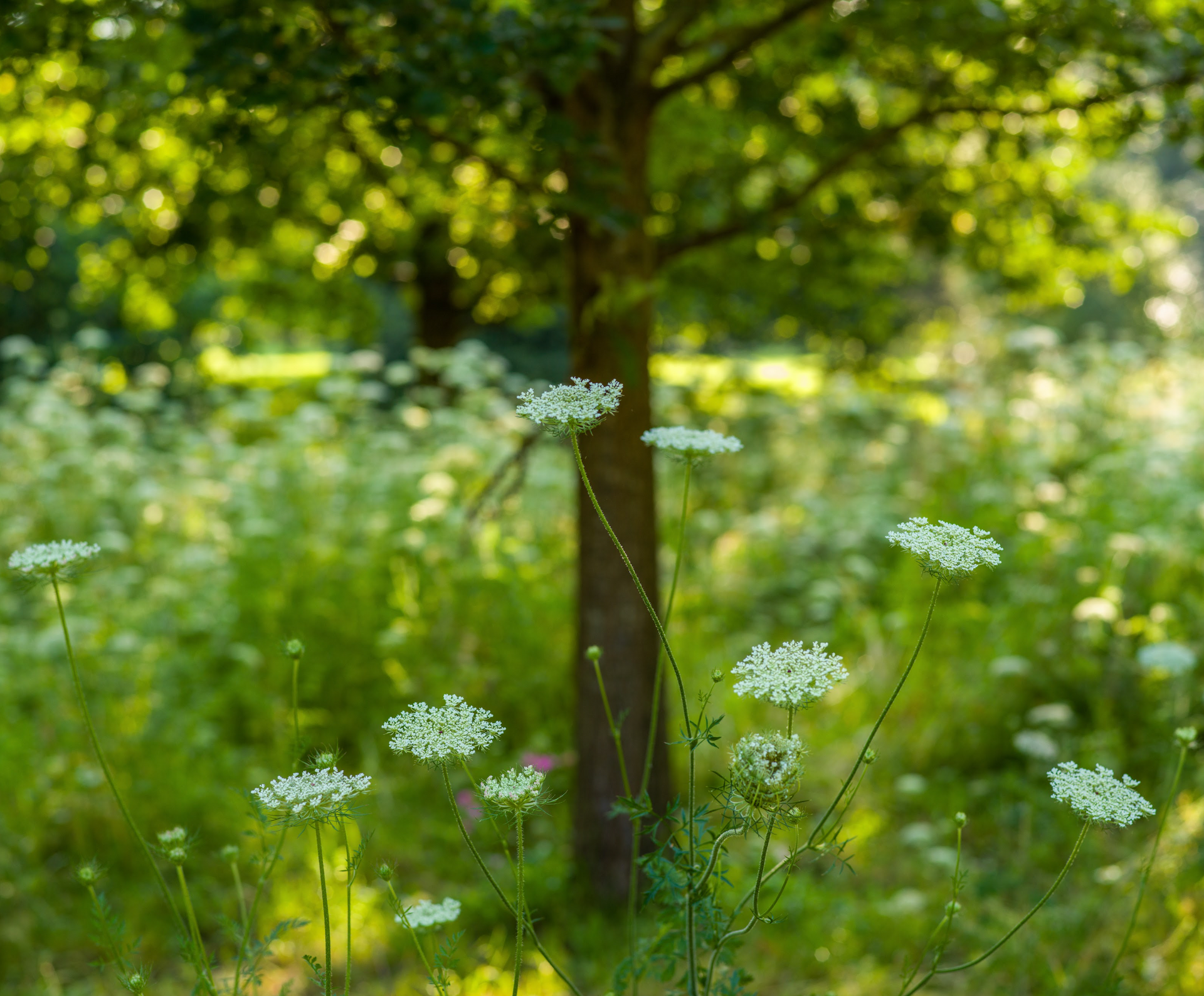 A field of white flowers in a forest with trees in the background.
