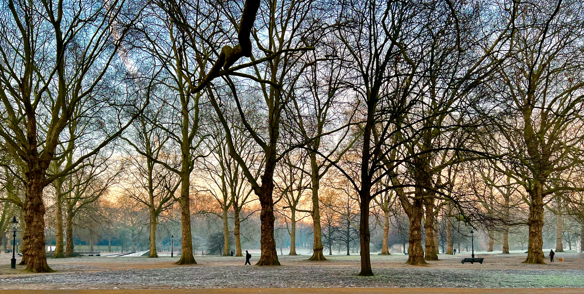 A row of trees without leaves in a park at sunset.