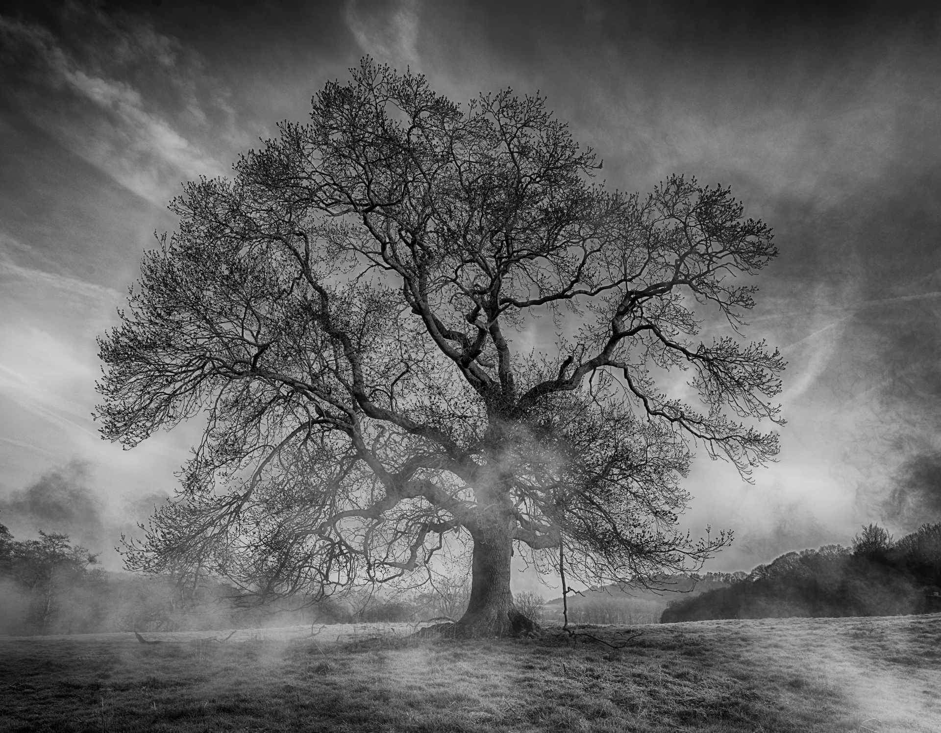 A black and white photo of a tree in a foggy field.