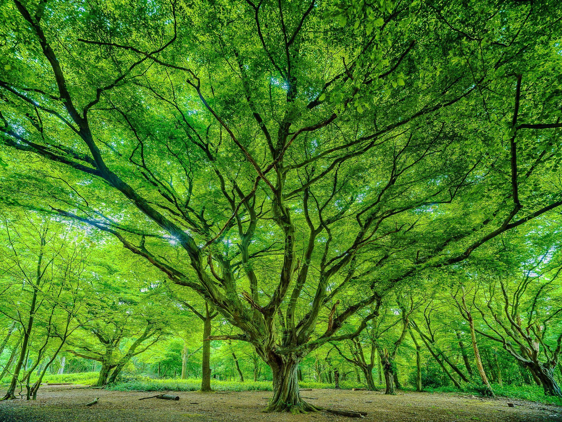 A large tree with lots of green leaves is in the middle of a forest.