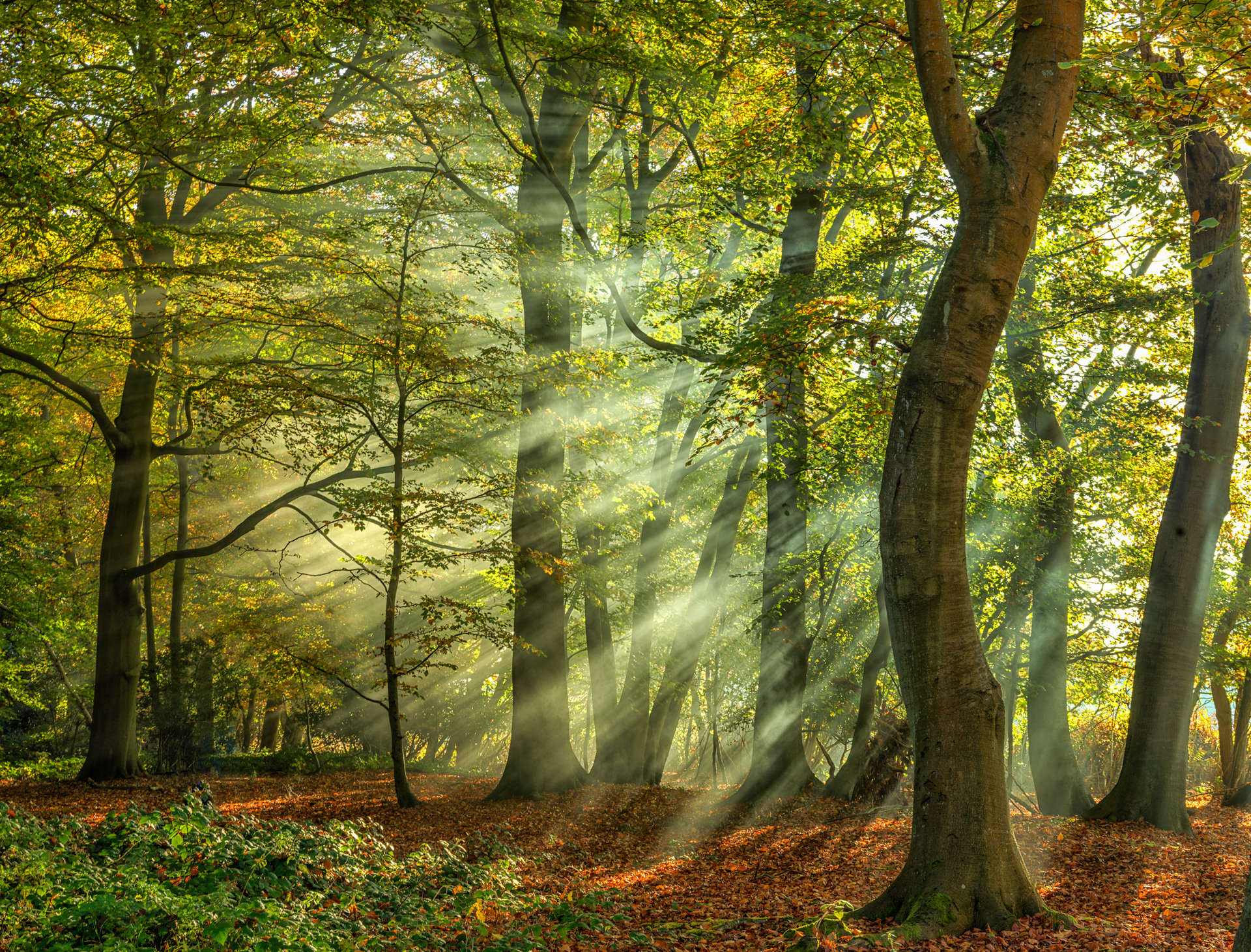 The sun is shining through the trees in the forest
