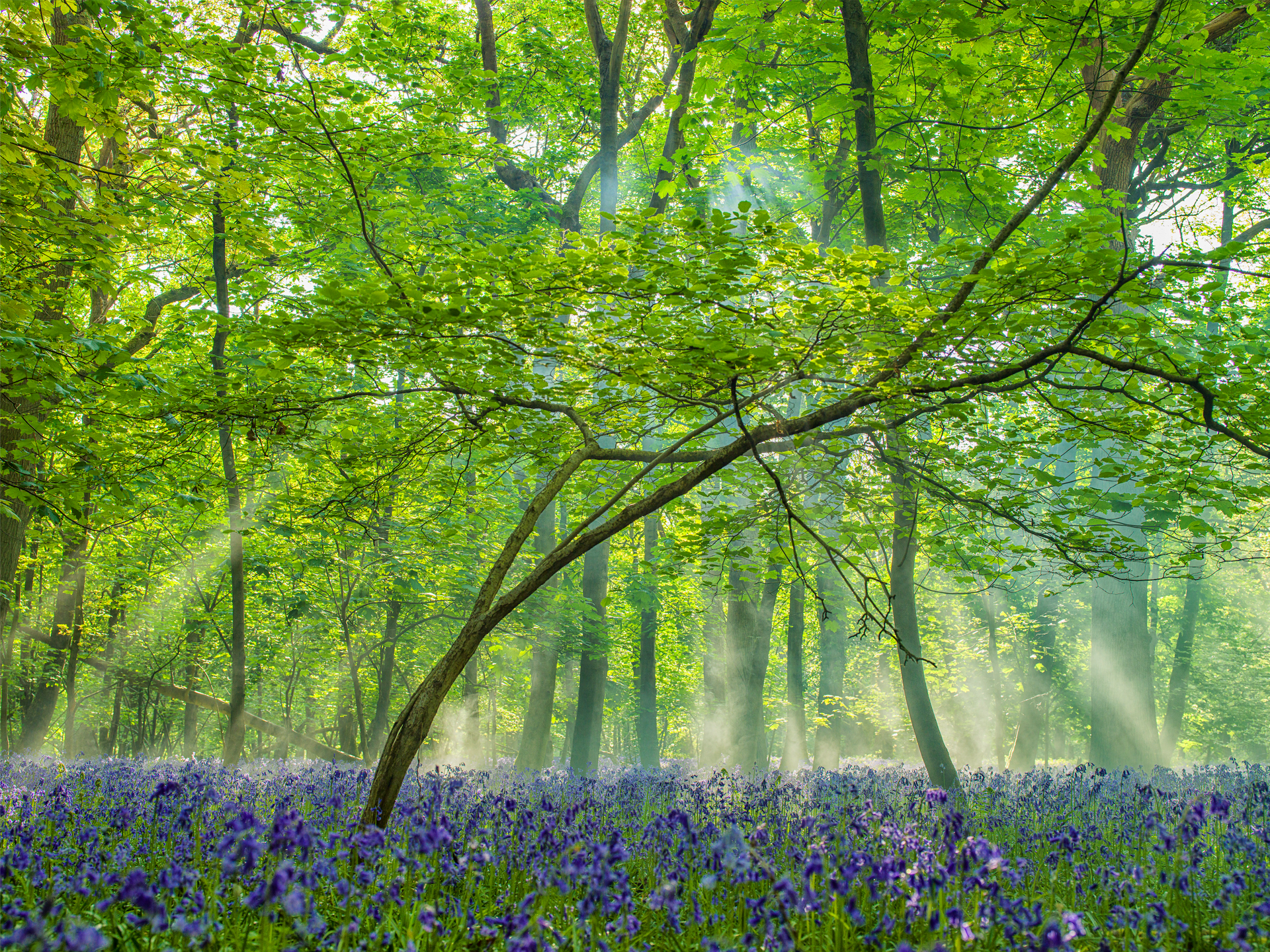 The sun is shining through the trees in the forest.