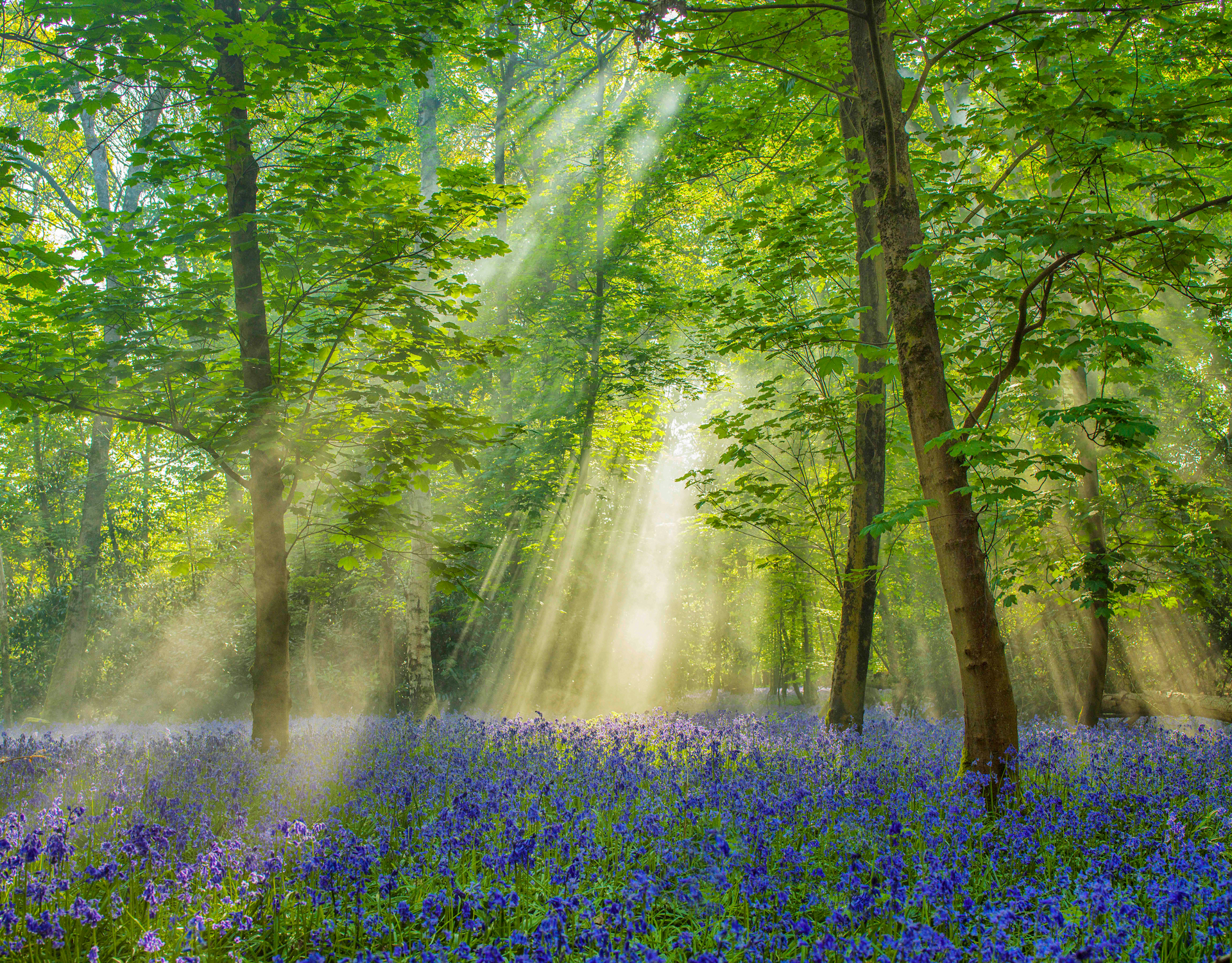 The sun is shining through the trees in a forest filled with blue flowers.