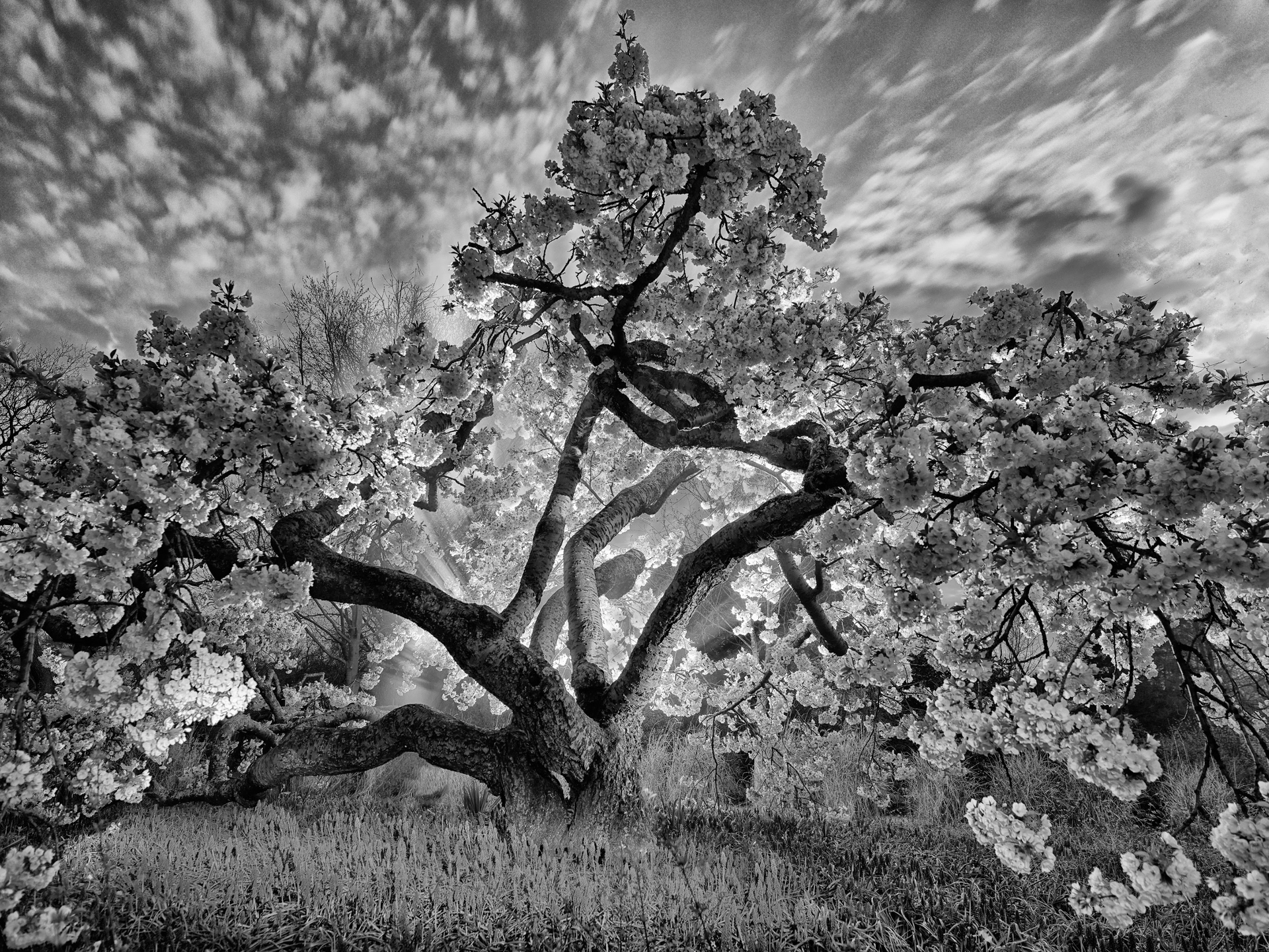 A black and white photo of a cherry blossom tree in a field.