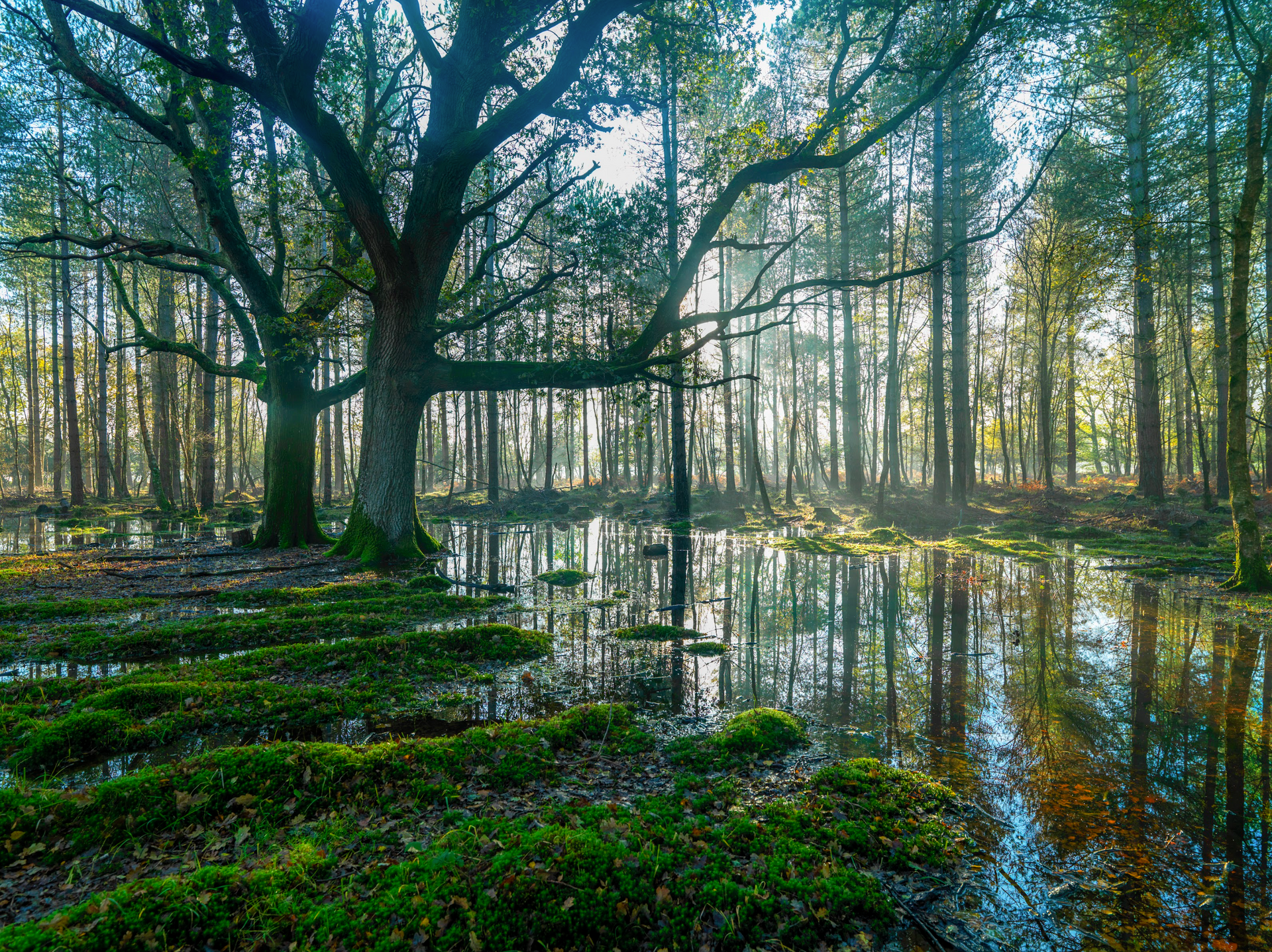 A swamp in the middle of a forest with trees reflected in the water.