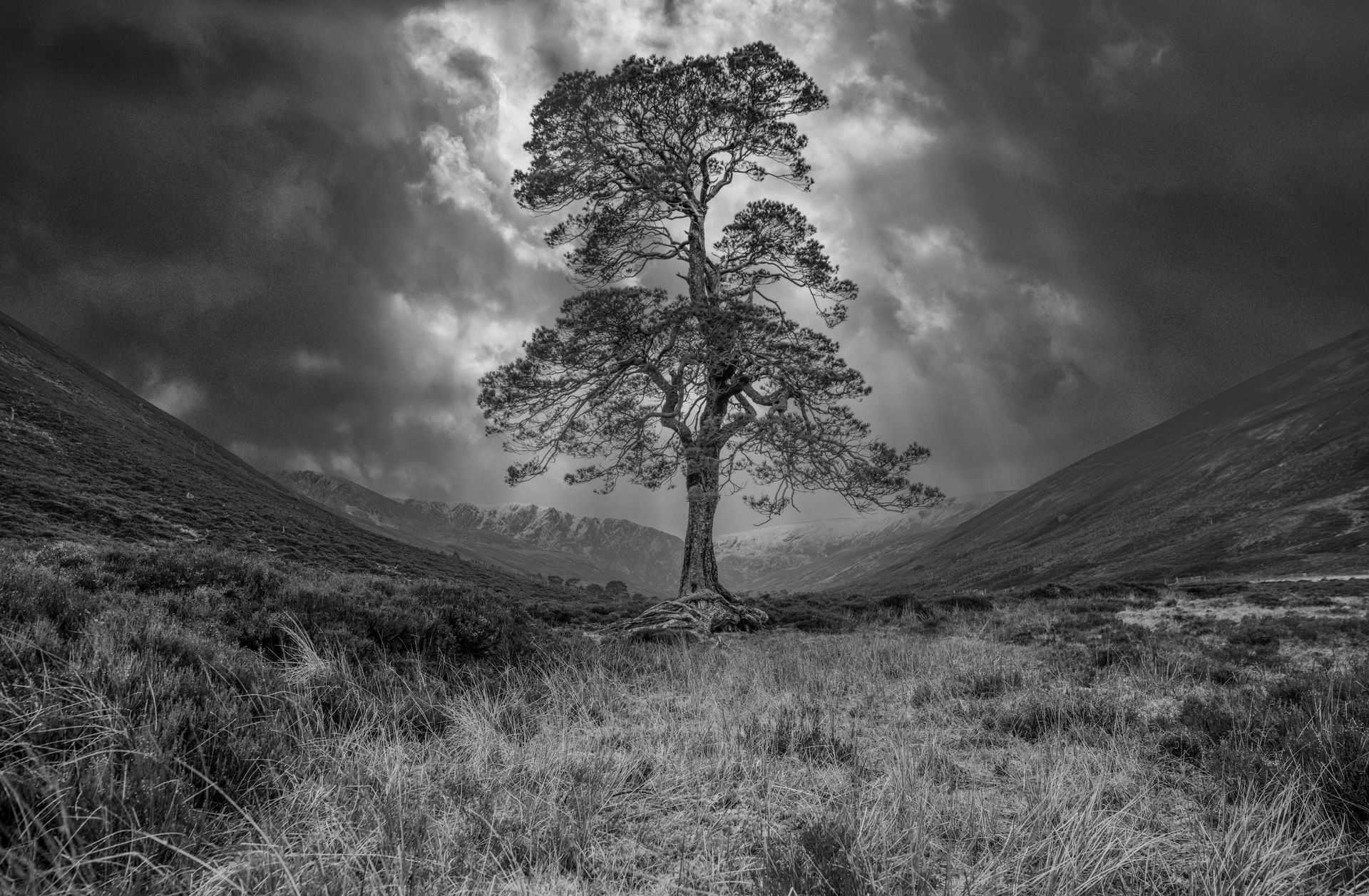 A black and white photo of a tree in a field