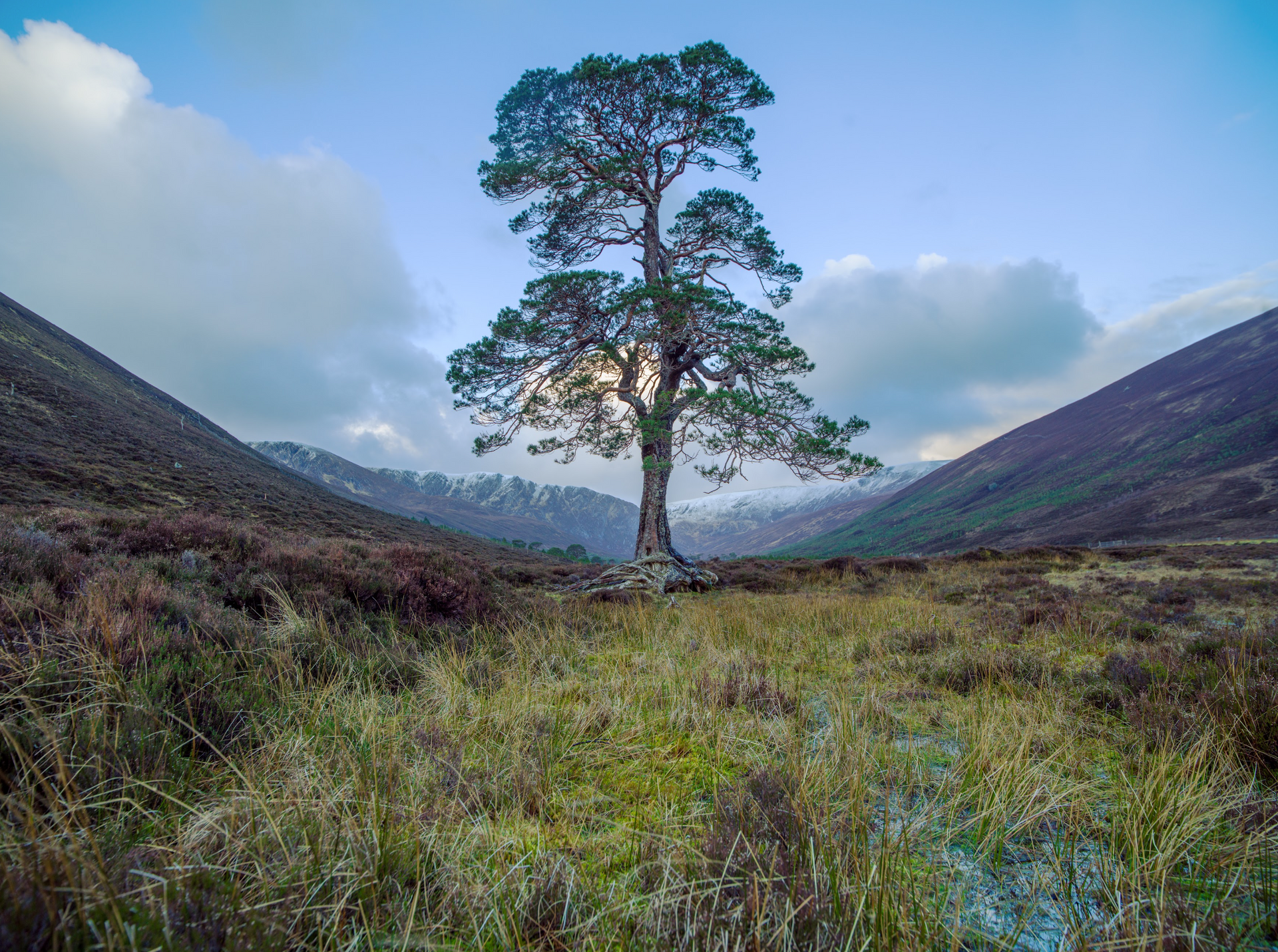 A tree in a field with mountains in the background
