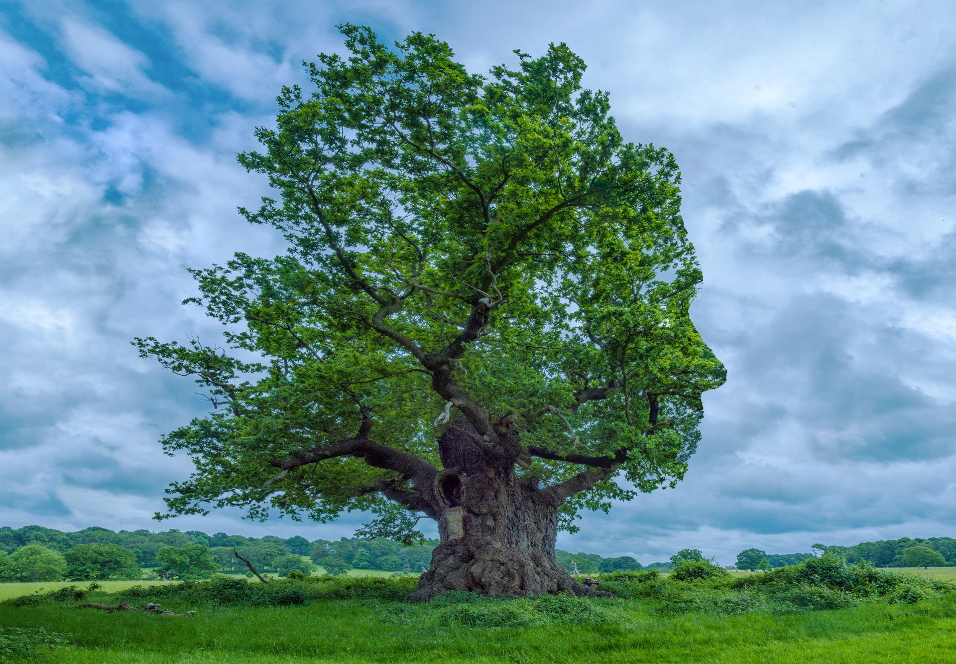 A tree with a face on it in a field.