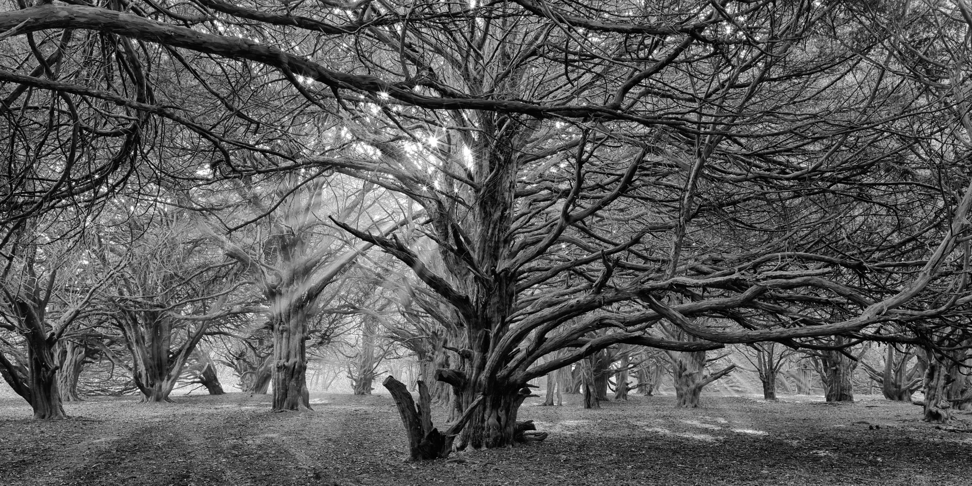 A black and white photo of a forest with trees and branches.