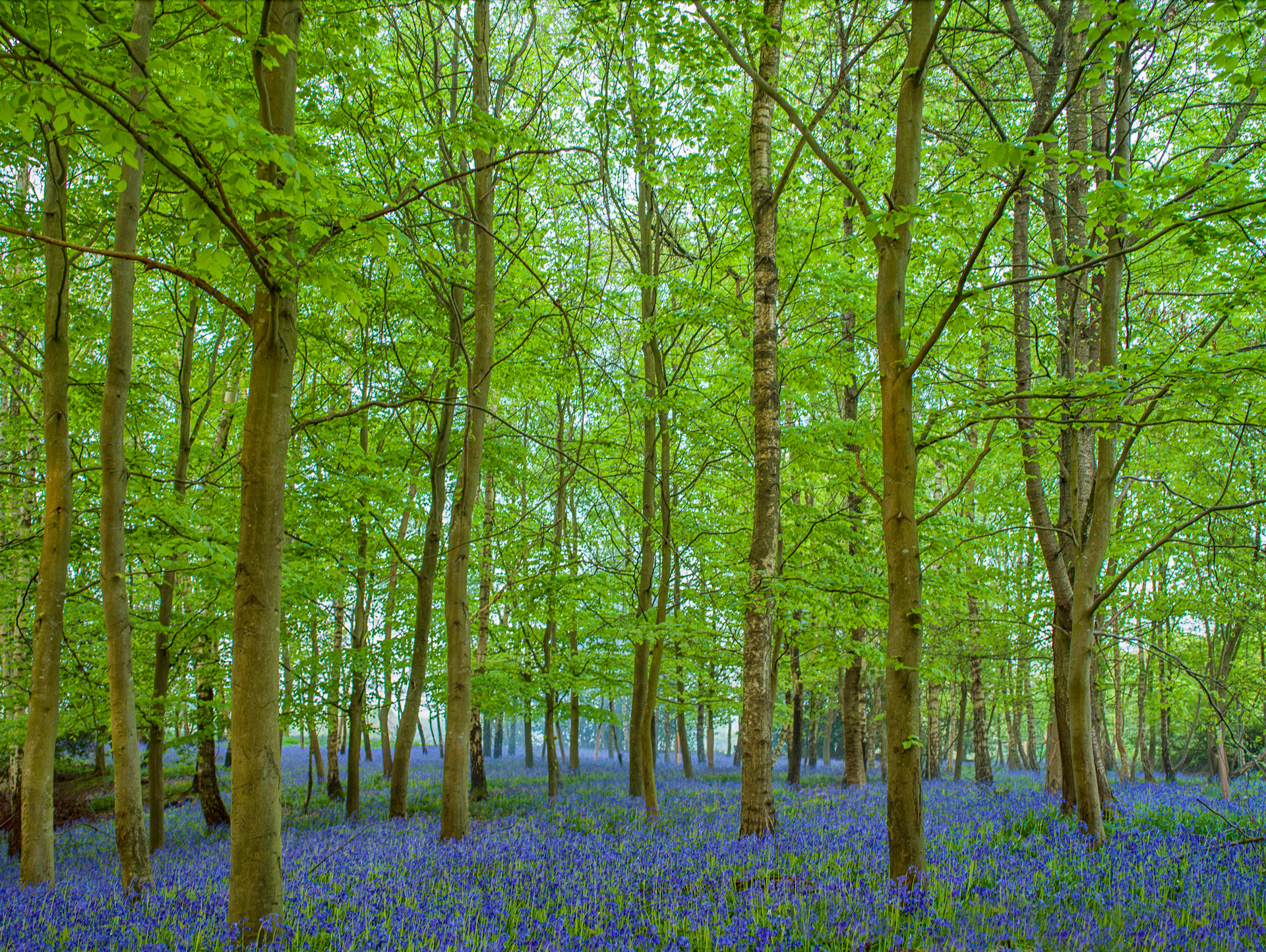 A forest filled with lots of trees and bluebells.