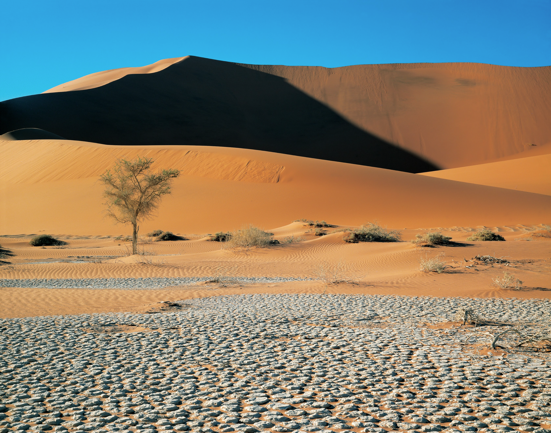A sand dune in the desert with a tree in the foreground