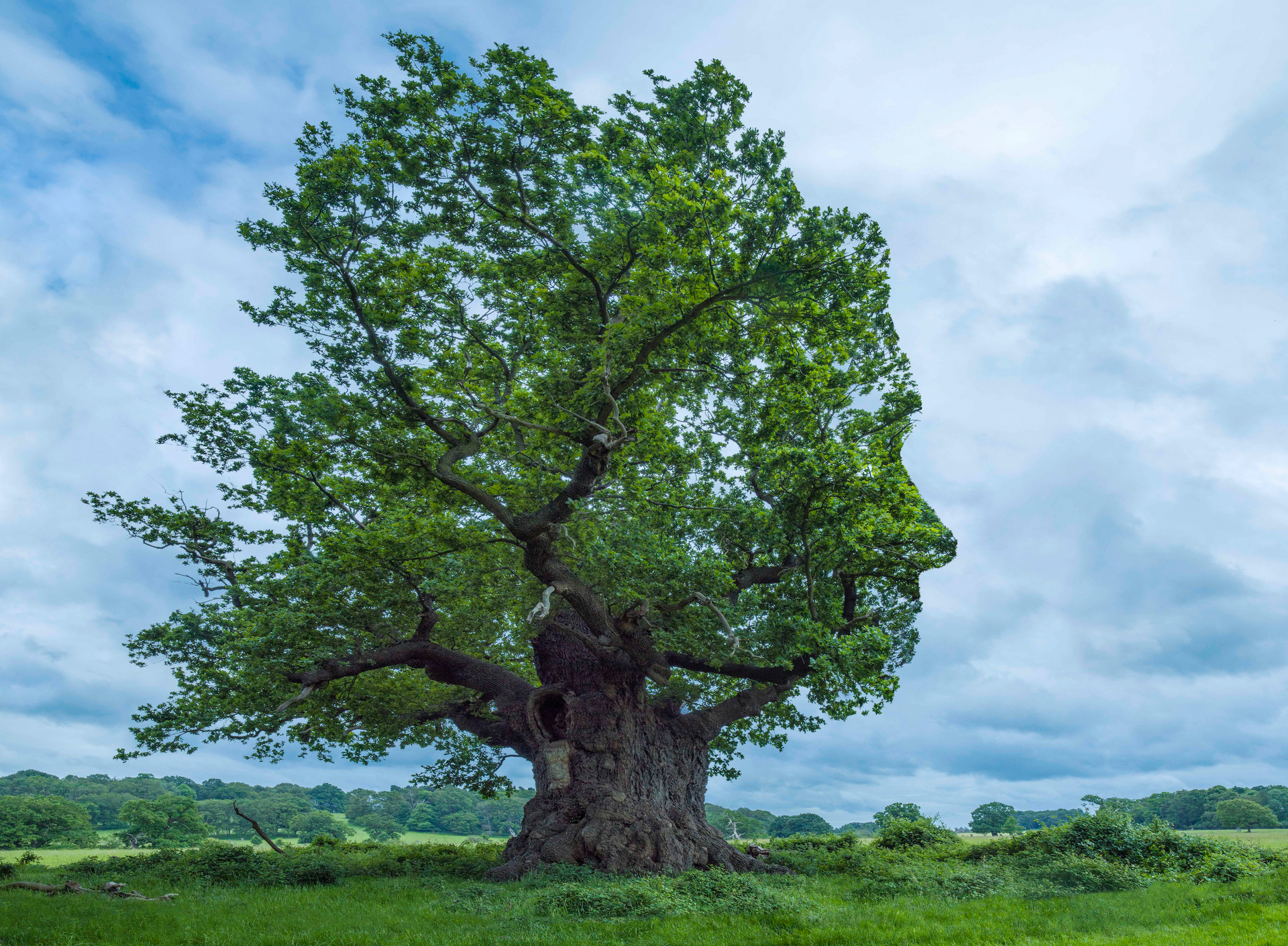 A tree that looks like a person 's head
