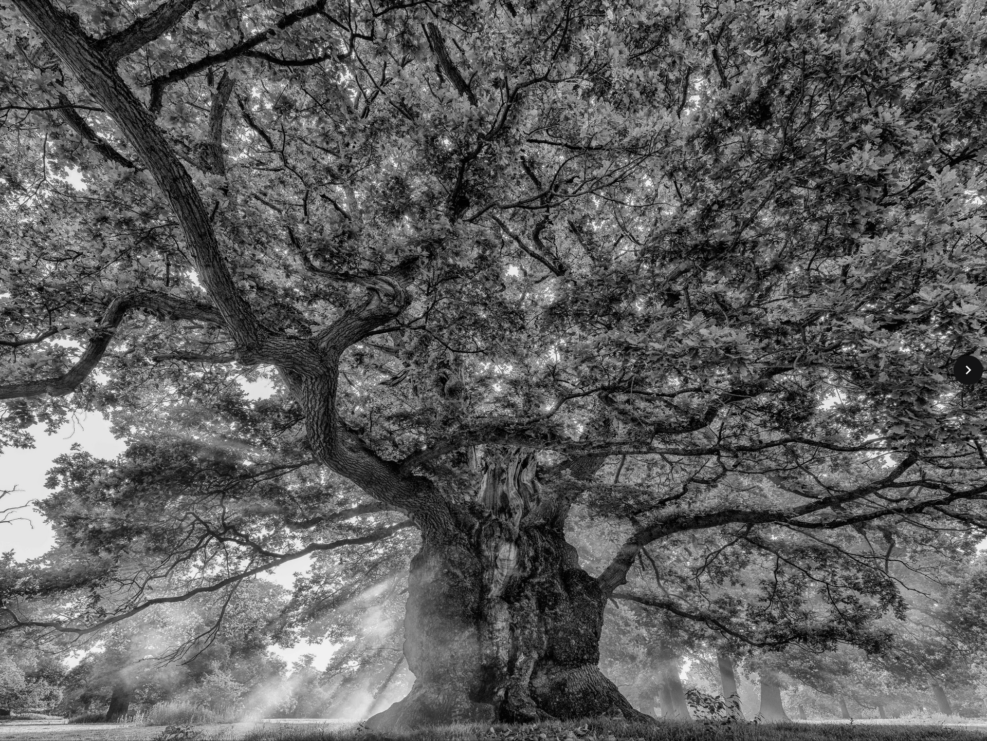 A black and white photo of a large tree with lots of branches and leaves.
