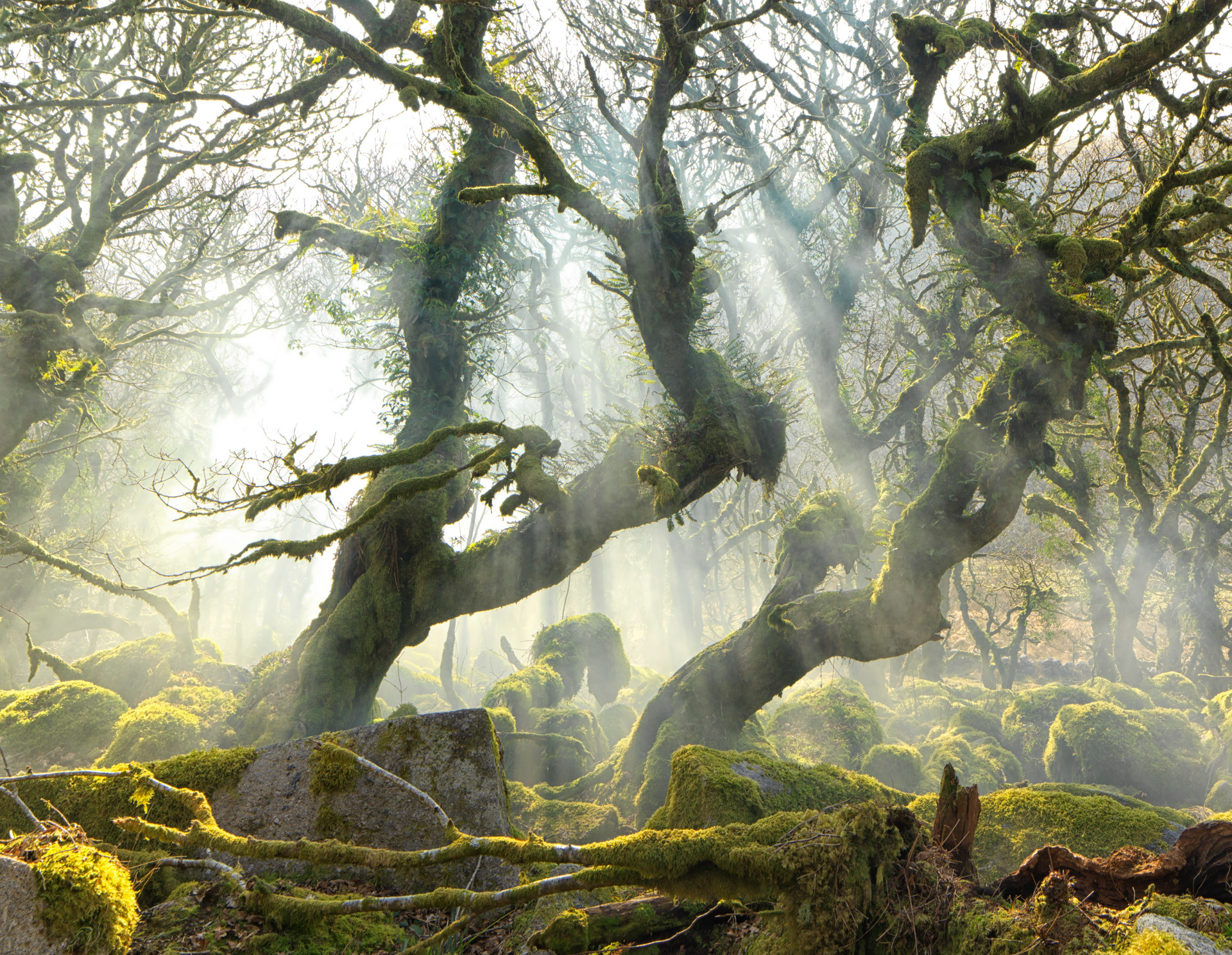 The sun is shining through the trees in a foggy forest.