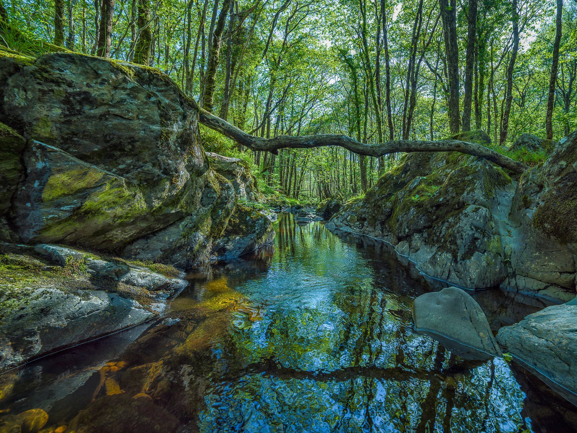 A river in the middle of a forest surrounded by rocks and trees.