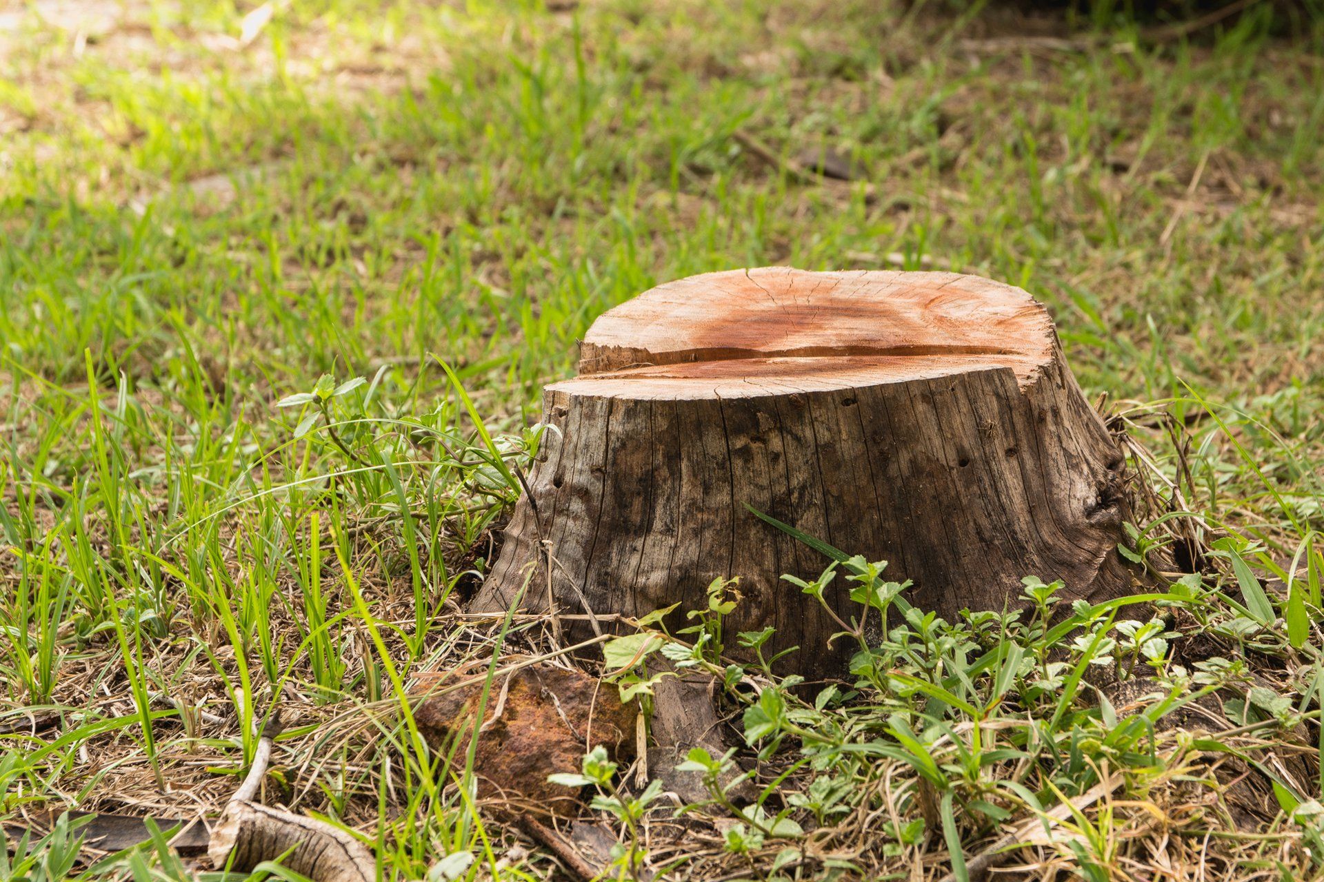 Tree Stump — Orangevale, CA — Ramirez Tree Service