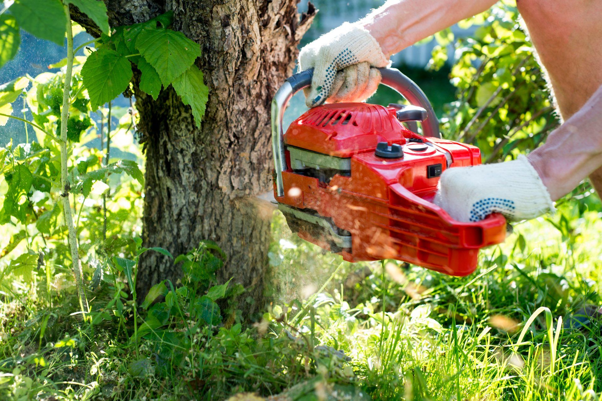 Cutting Down A Tree — Orangevale, CA — Ramirez Tree Service