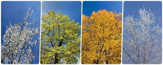 A tree across all seasons