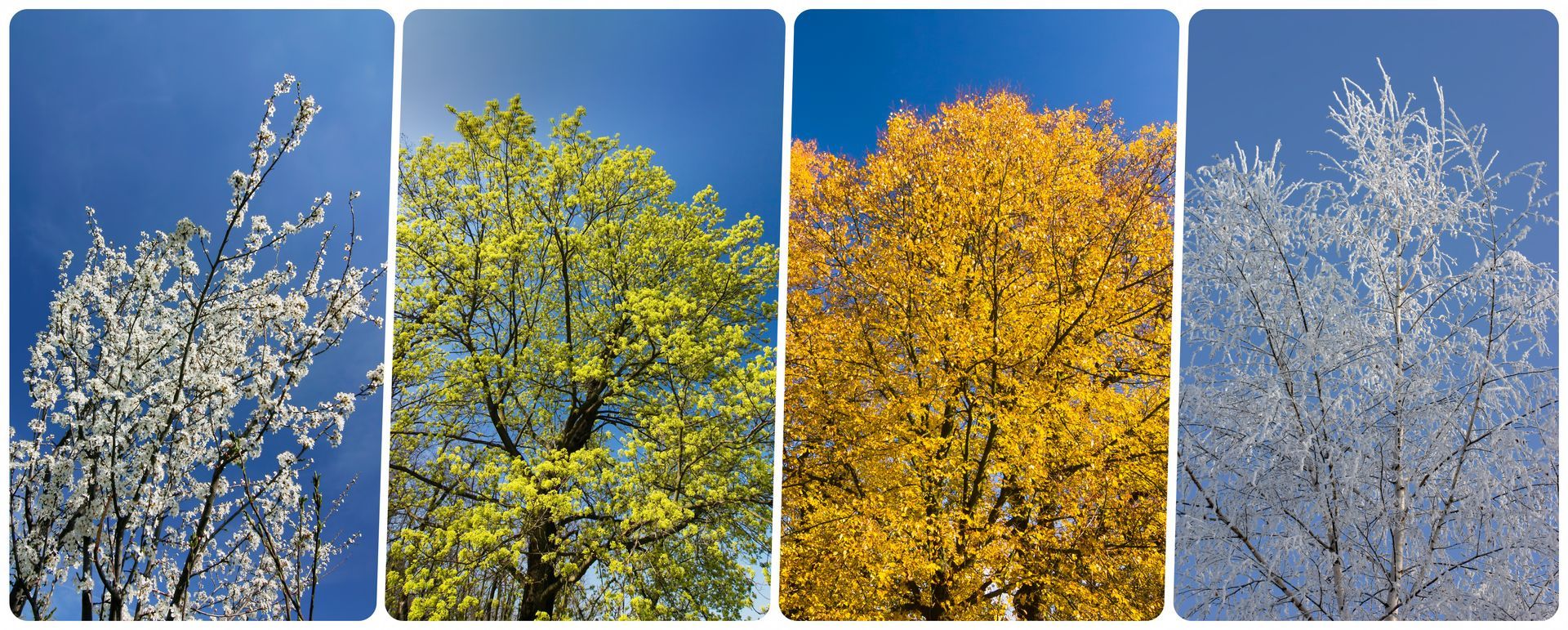 A tree across all seasons