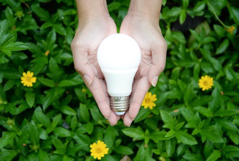 A person is holding a light bulb in their hands in front of a field of flowers.
