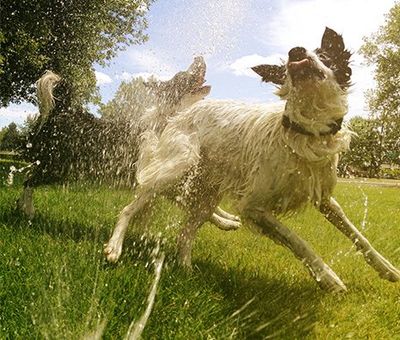 Dog Playing With Water Sprinkler — Denver, CO — Mile-Hi Sprinklers