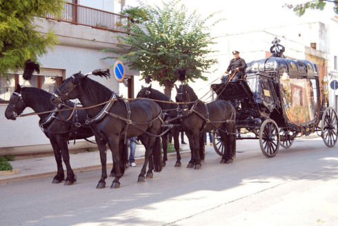 cavalli con carrozza