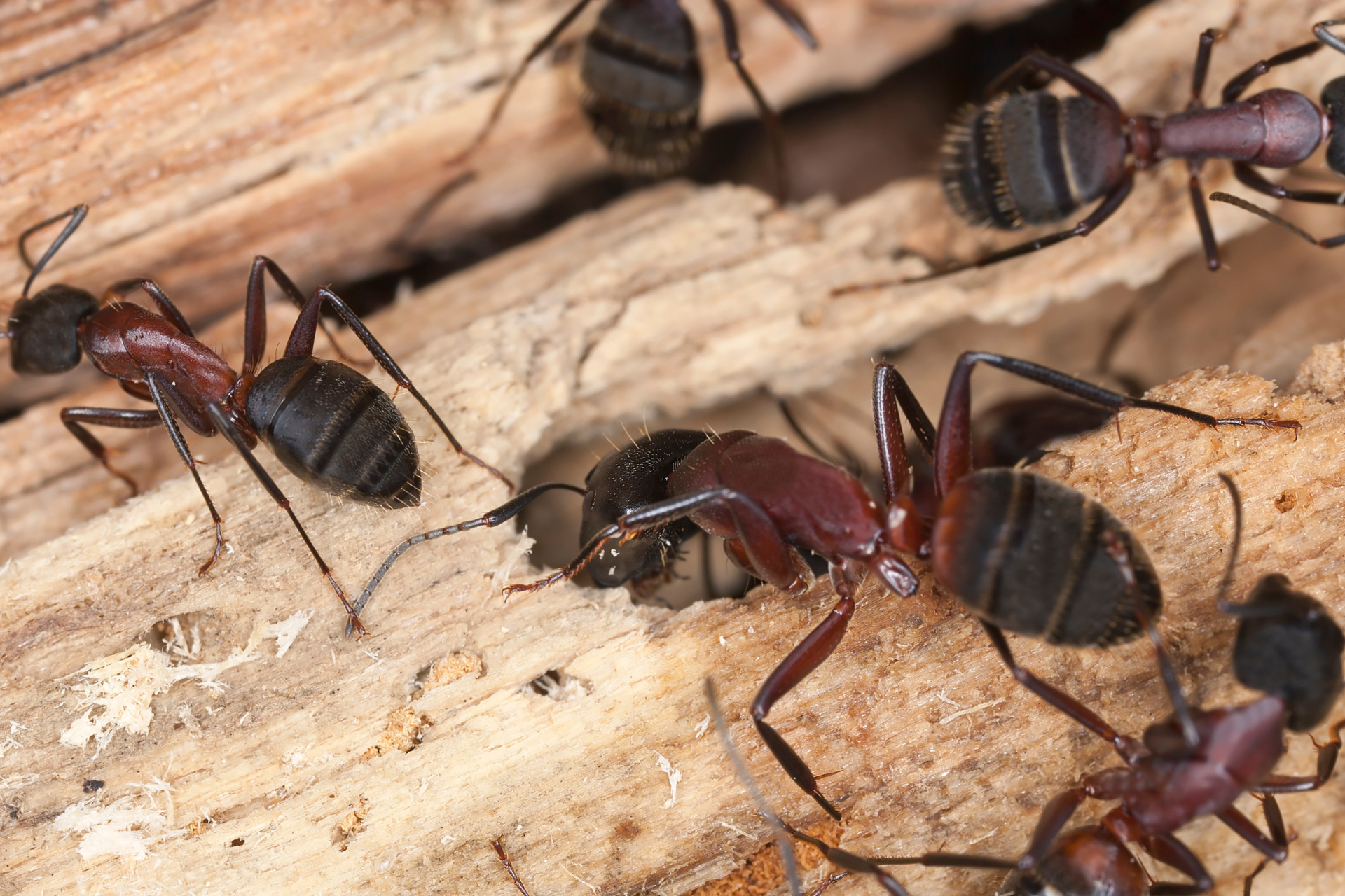 A group of ants are crawling on a piece of wood.