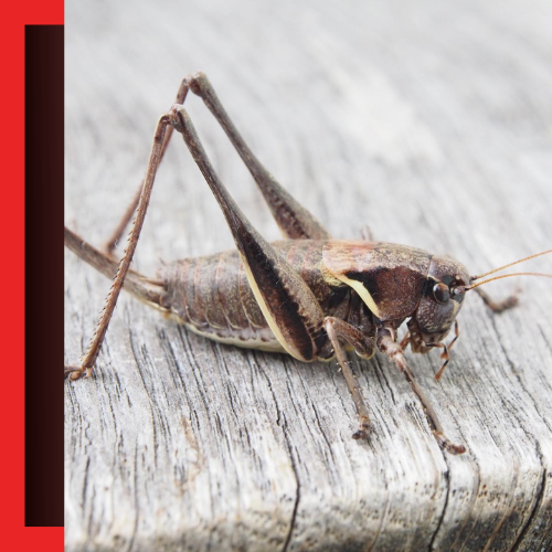a cricket is sitting on a piece of wood .