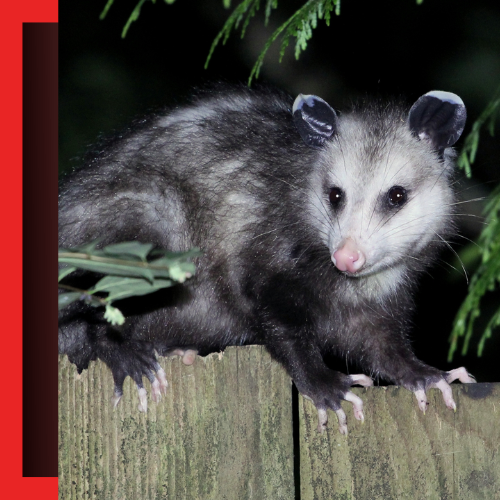 an opossum sitting on top of a wooden fence