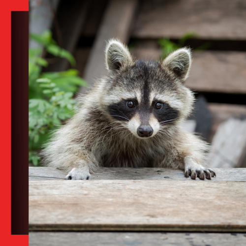 A raccoon is sitting on a wooden table and looking at the camera.