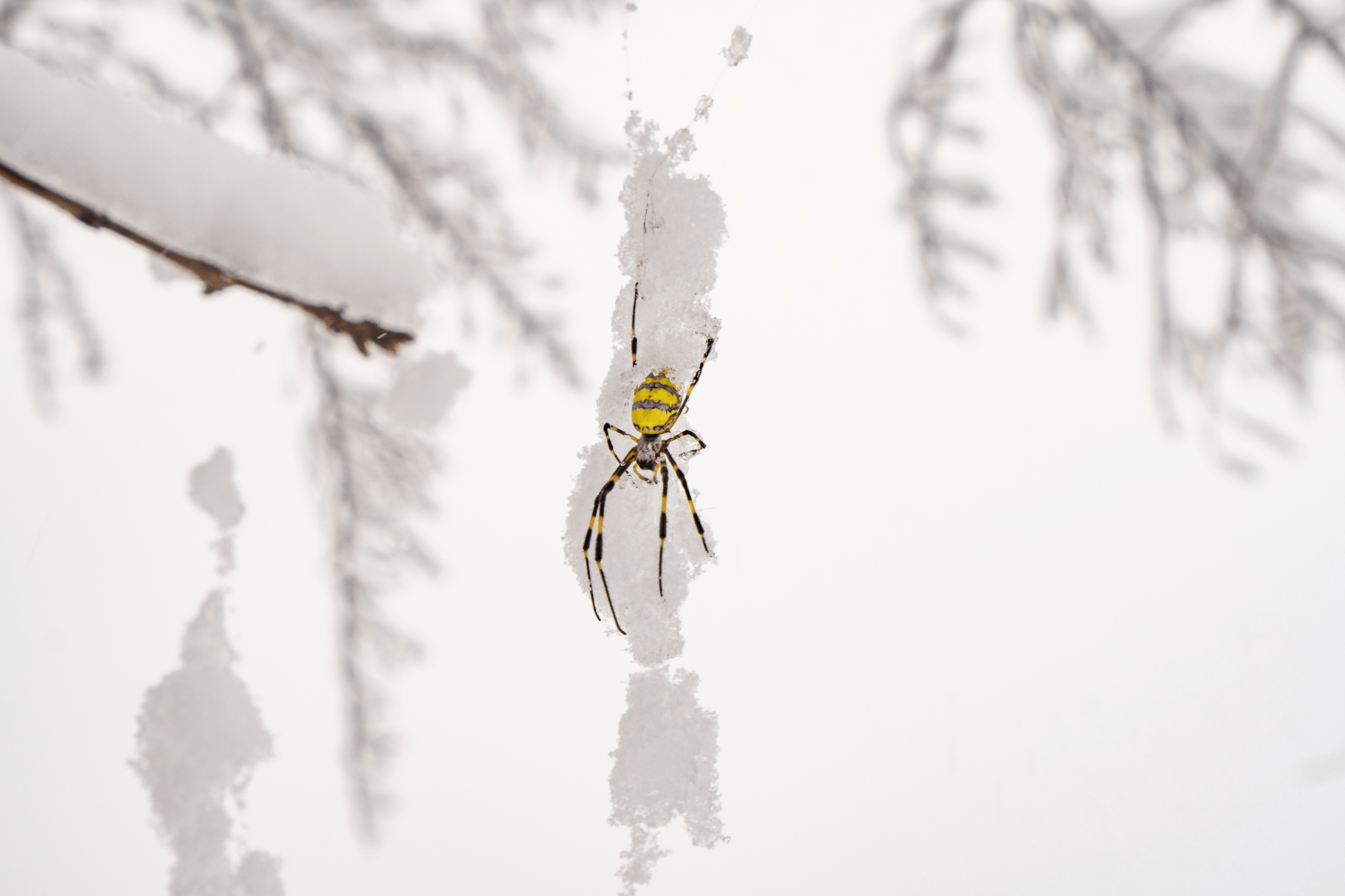 spider-in-snow