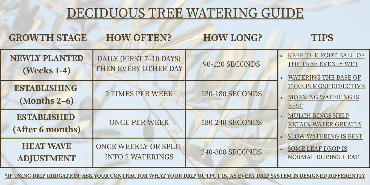 Deciduous tree watering guide table: Growth stages, watering frequency/duration, and tips.